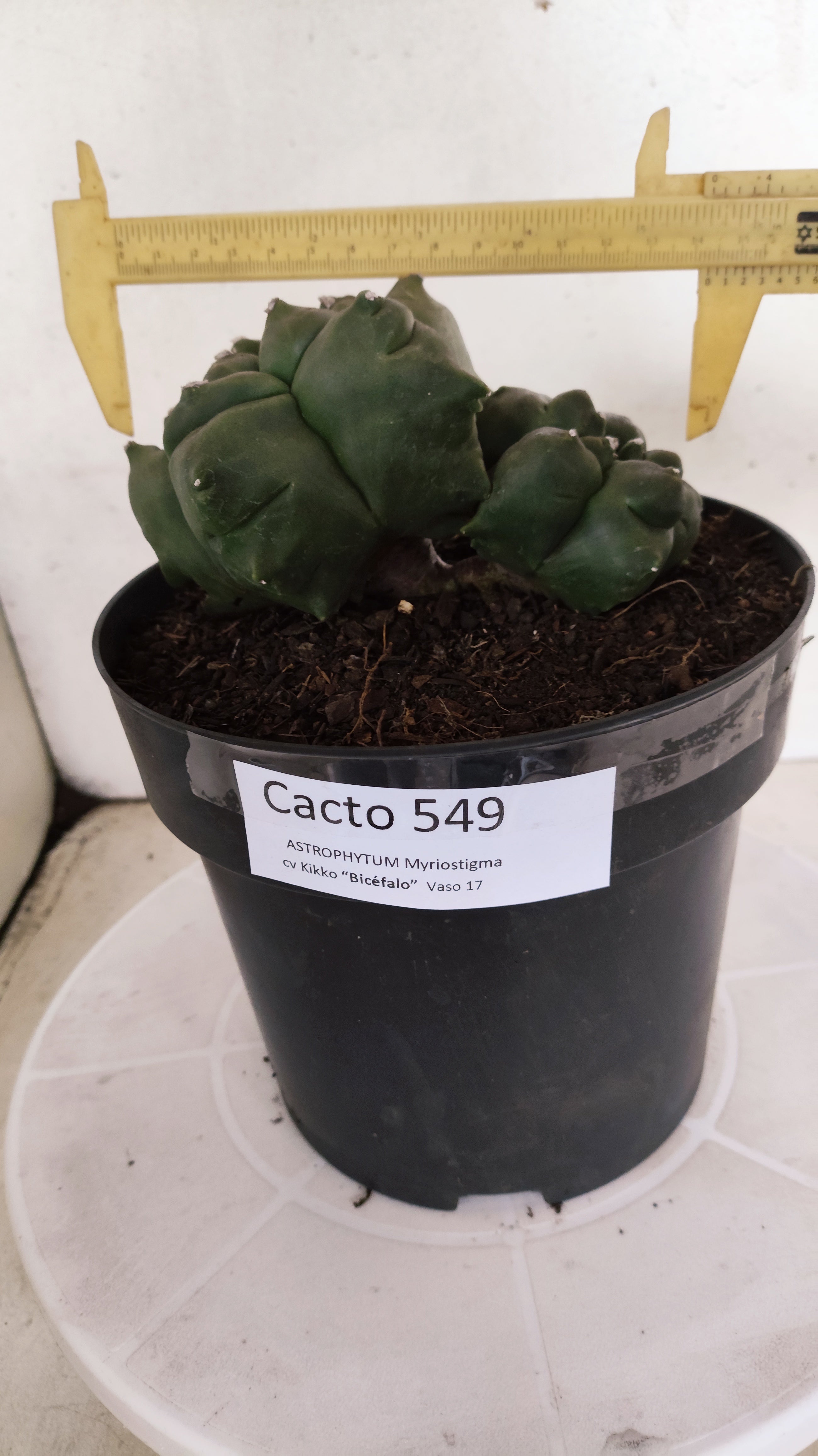 MATRIZ ASTROPHYTUM cv KIKKO "BICÉFALO" Nº 549 – vaso 17