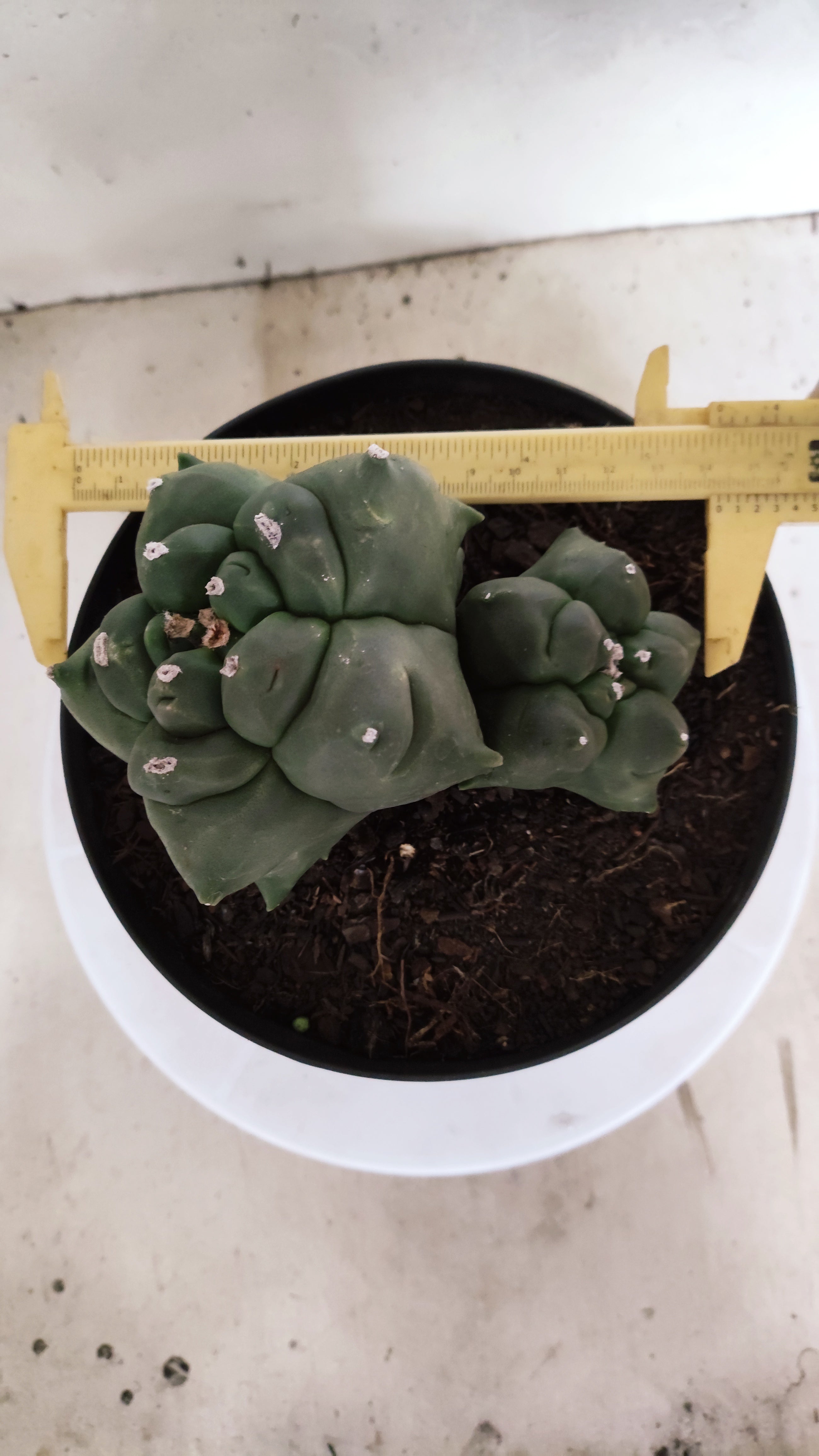 MATRIZ ASTROPHYTUM cv KIKKO "BICÉFALO" Nº 549 – vaso 17