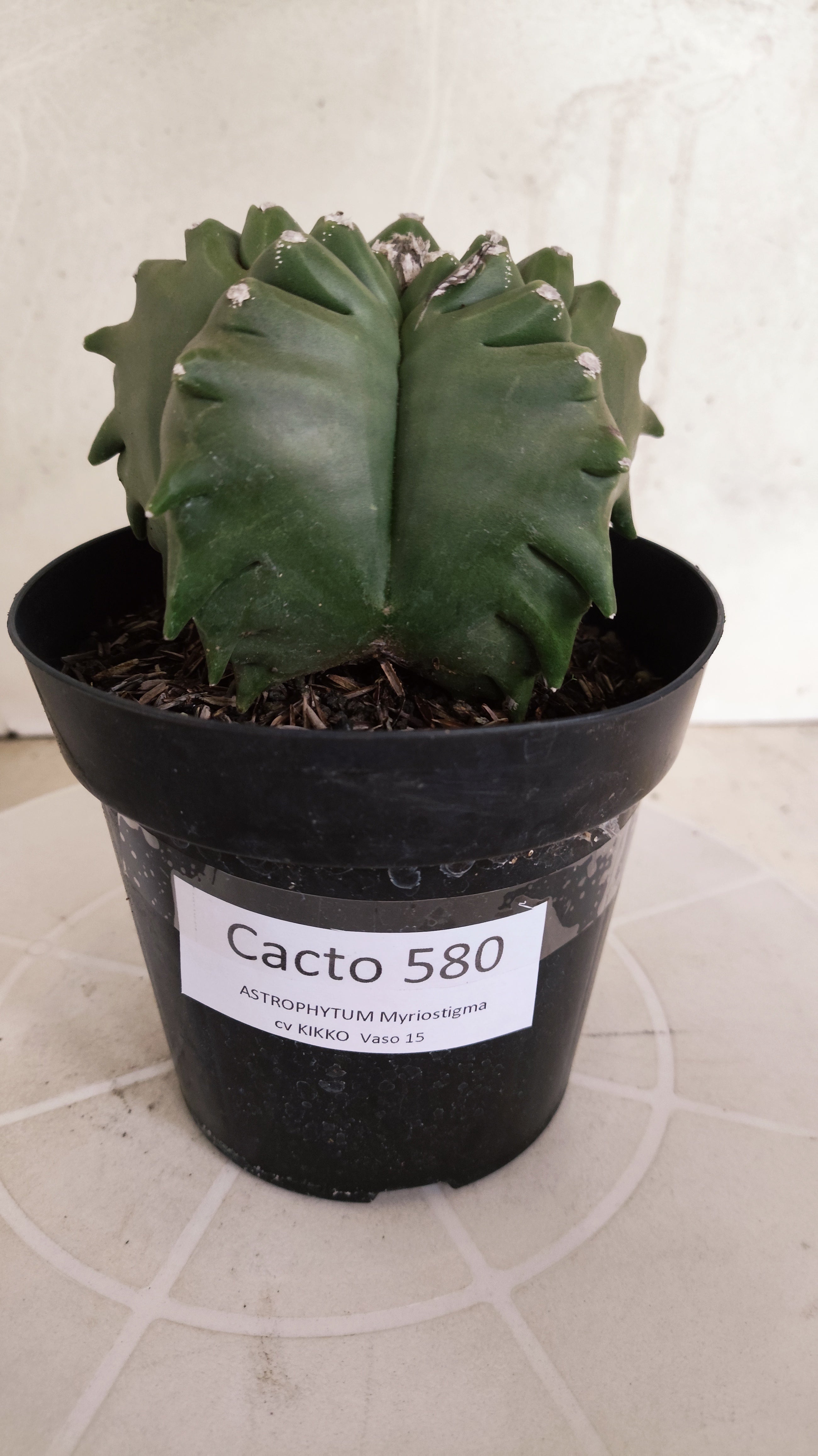 MATRIZ ASTROPHYTUM cv KIKKO   Nº 580 – vaso 15