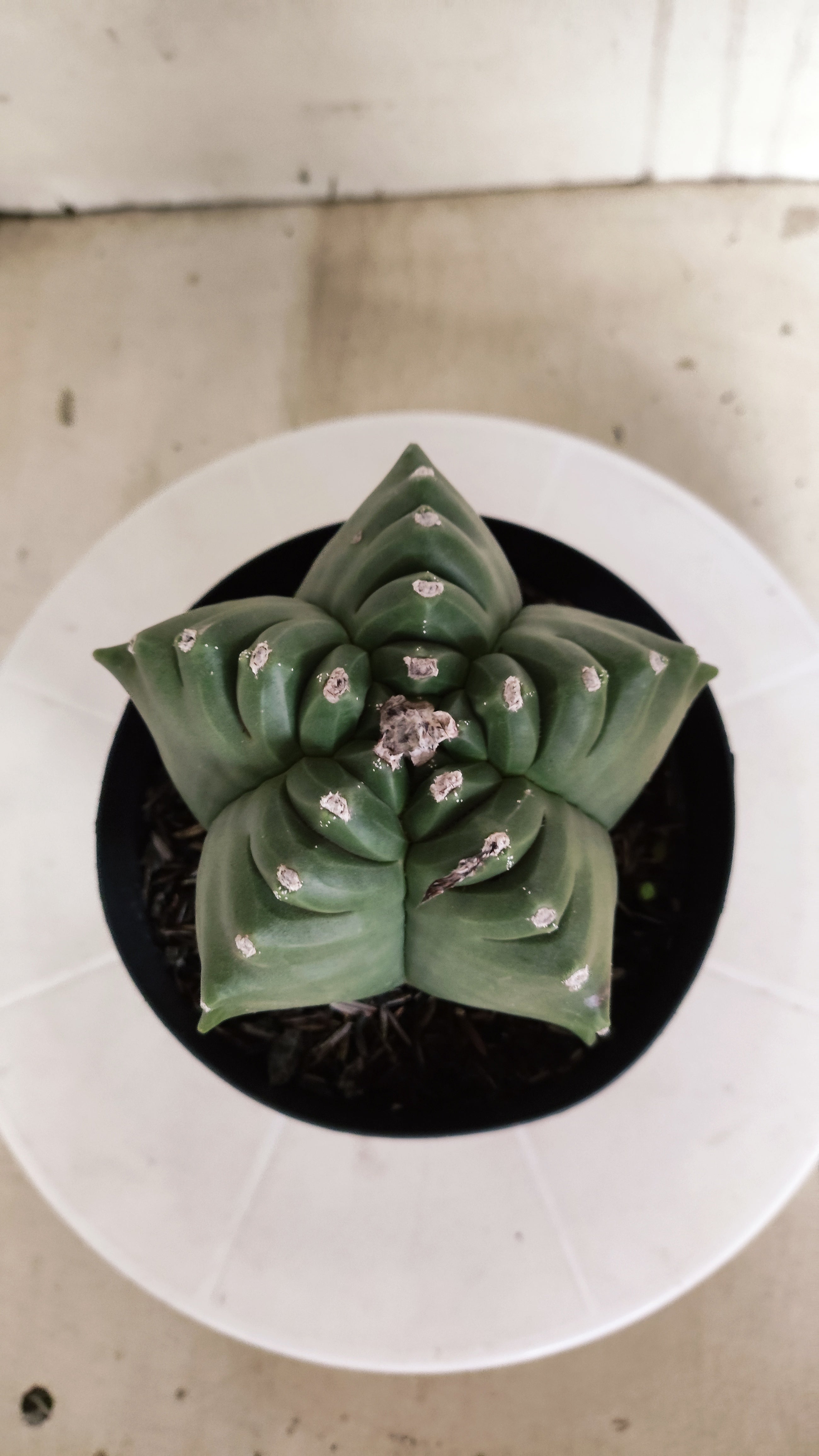 MATRIZ ASTROPHYTUM cv KIKKO   Nº 580 – vaso 15