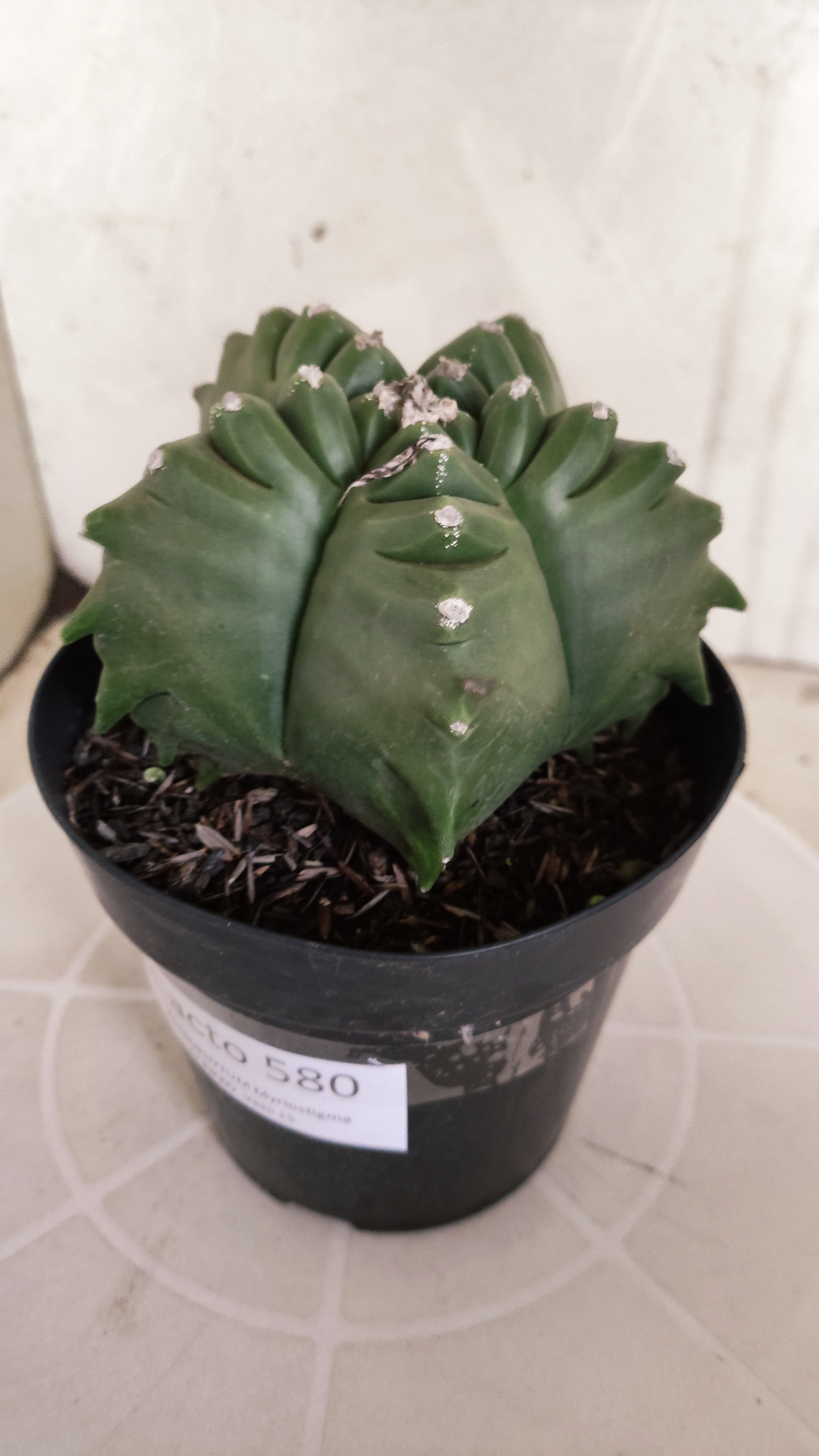 MATRIZ ASTROPHYTUM cv KIKKO   Nº 580 – vaso 15