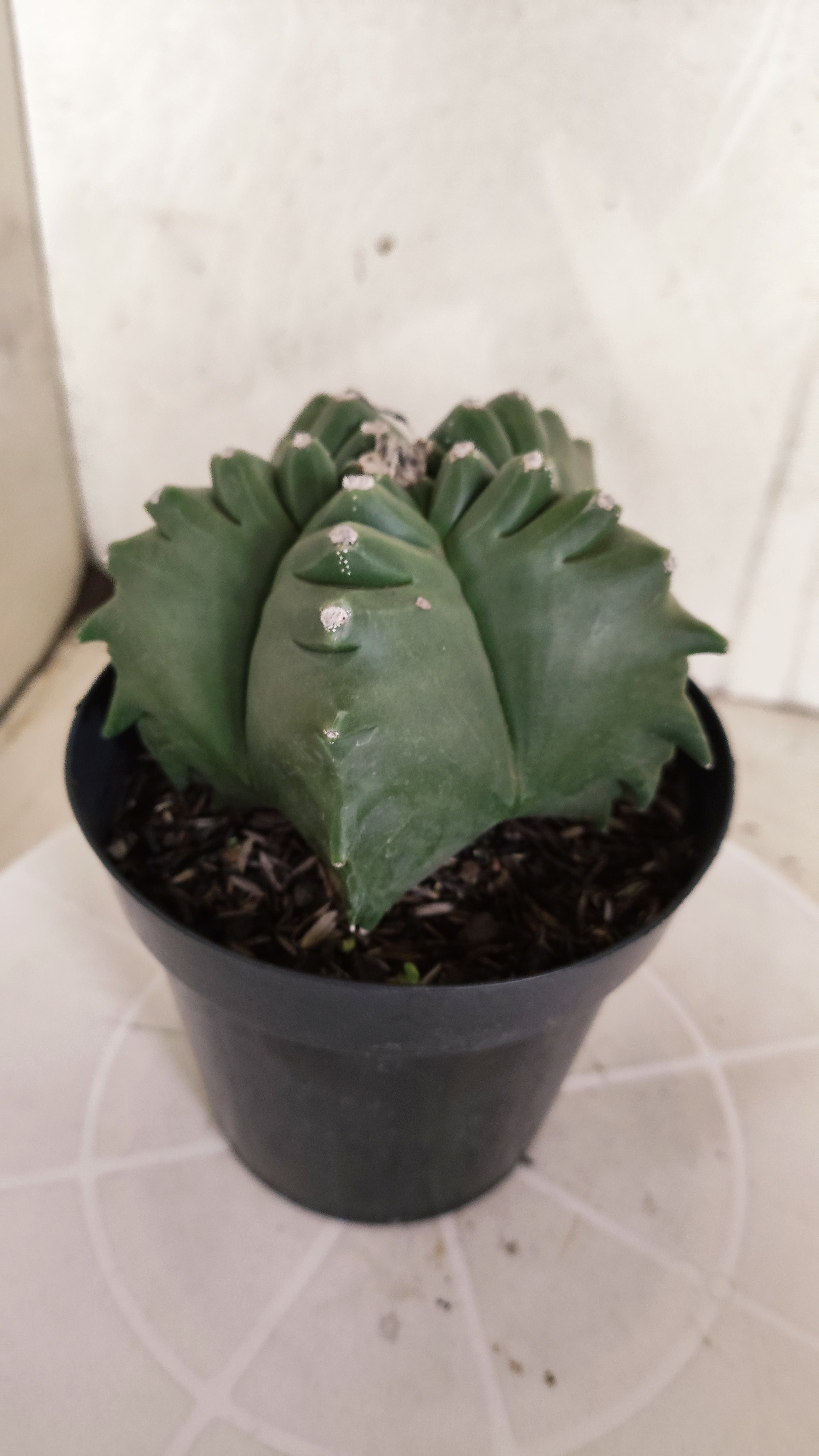 MATRIZ ASTROPHYTUM cv KIKKO   Nº 580 – vaso 15