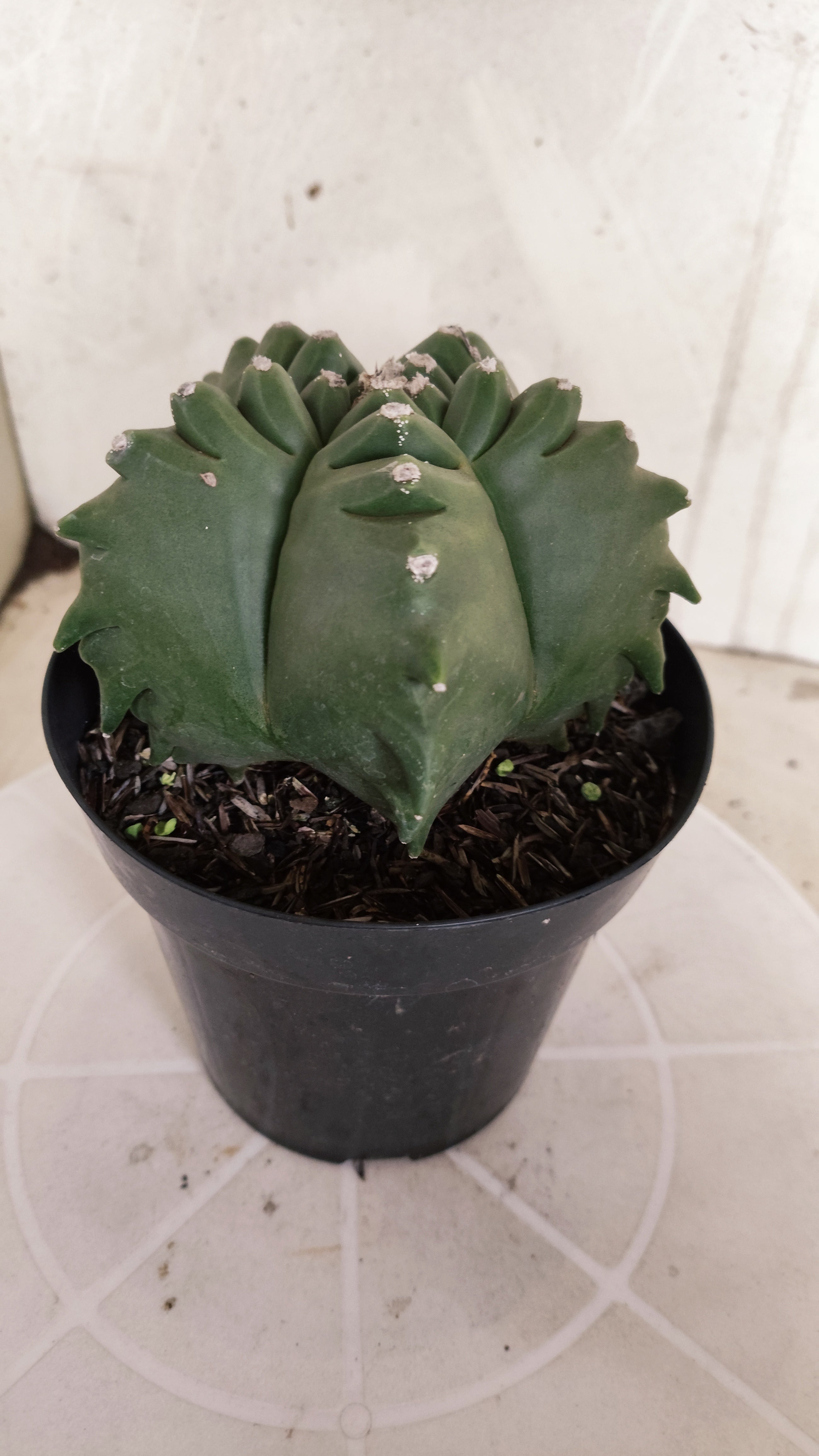 MATRIZ ASTROPHYTUM cv KIKKO   Nº 580 – vaso 15