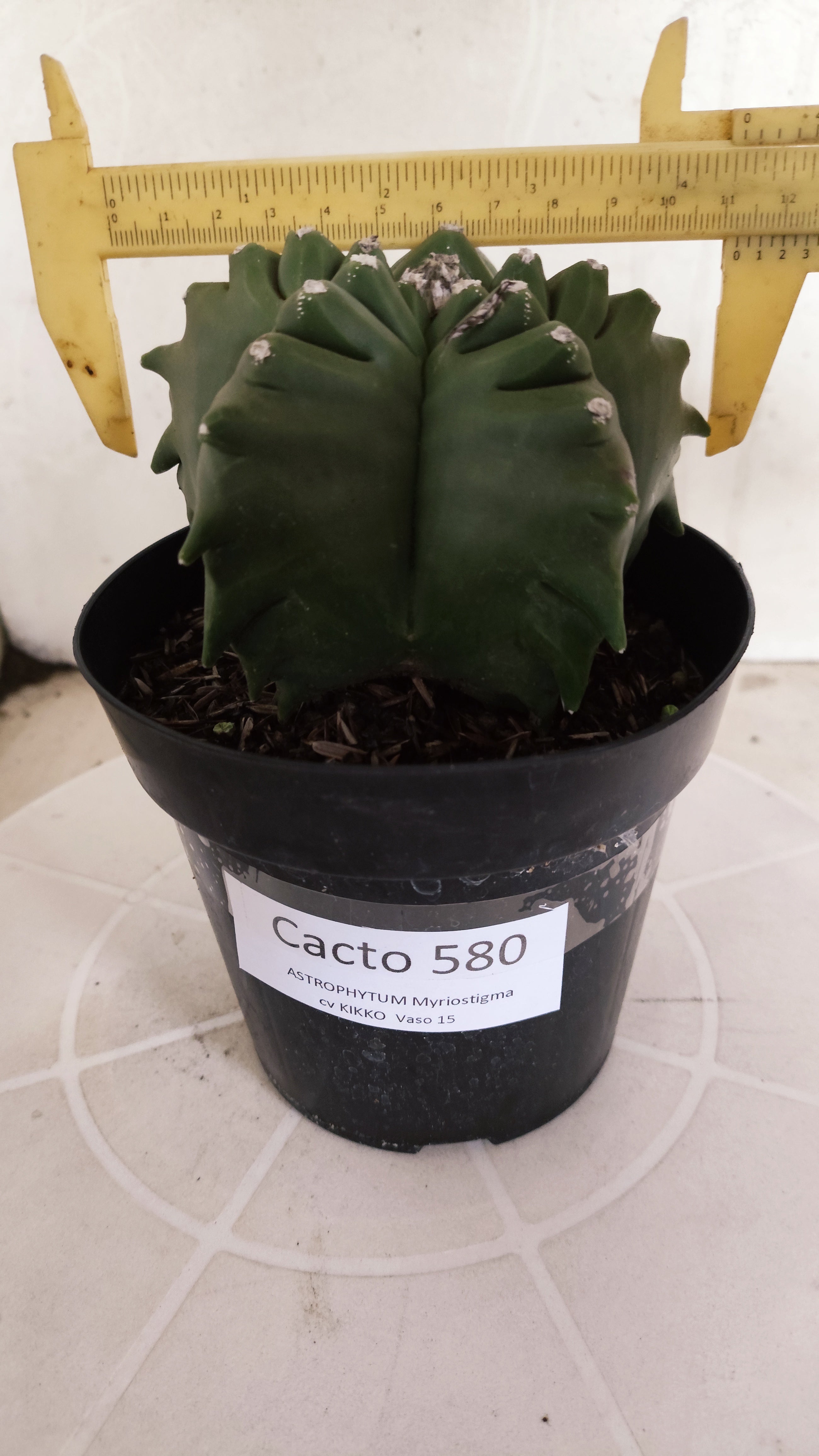 MATRIZ ASTROPHYTUM cv KIKKO   Nº 580 – vaso 15
