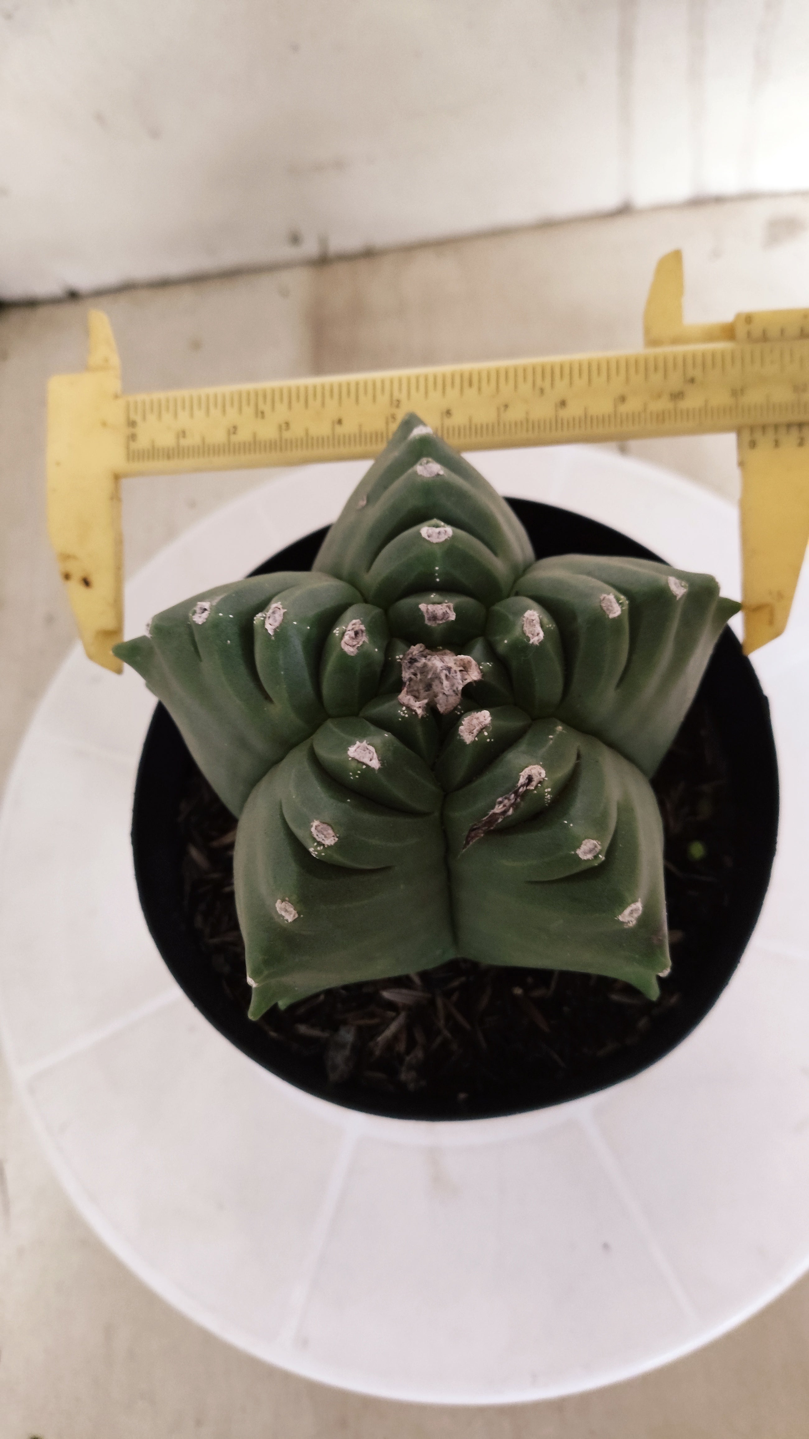MATRIZ ASTROPHYTUM cv KIKKO   Nº 580 – vaso 15