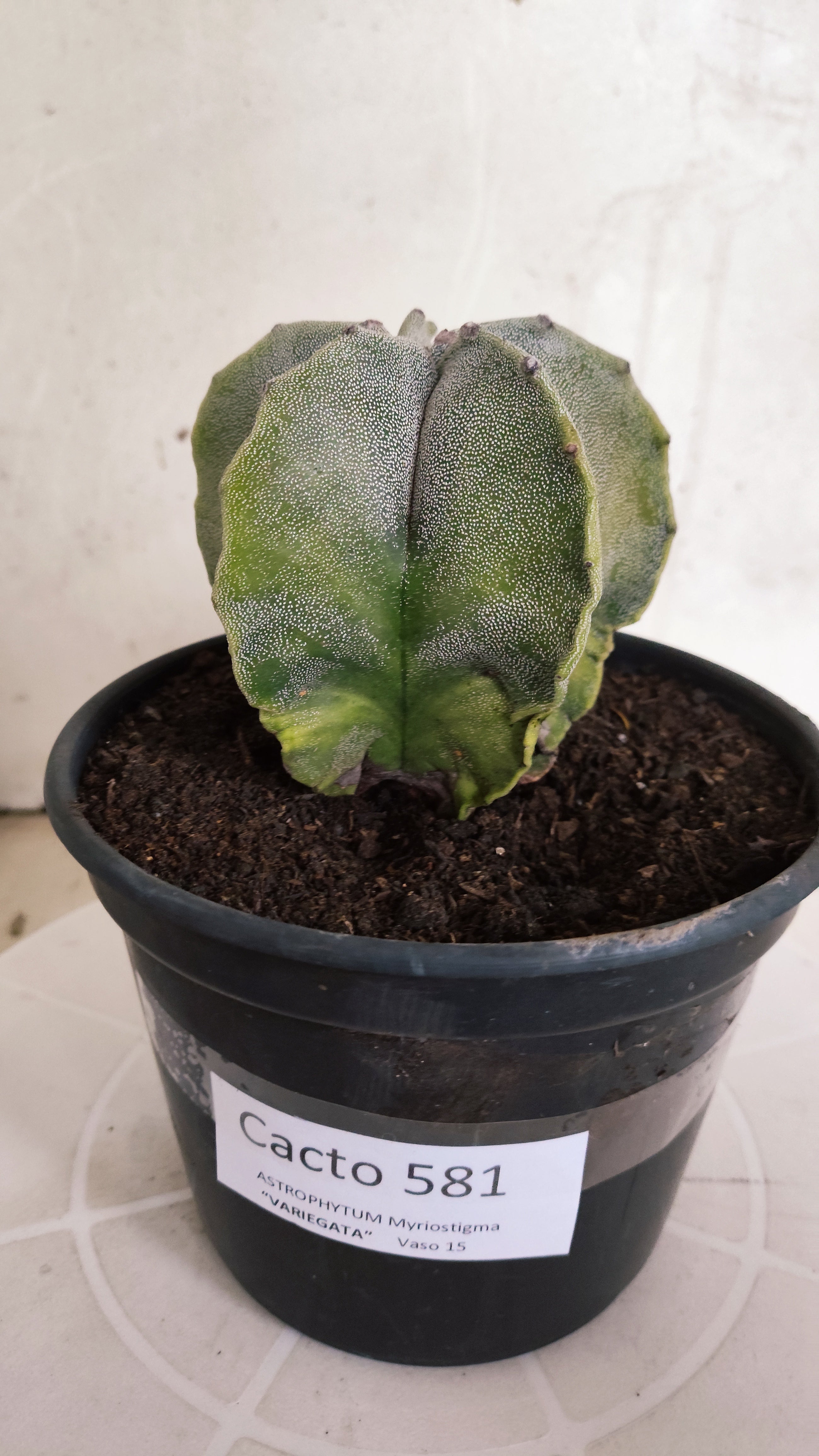 ASTROPHYTUM MYRIOSTIGMA "Variegata" Nº 581 – vaso 15
