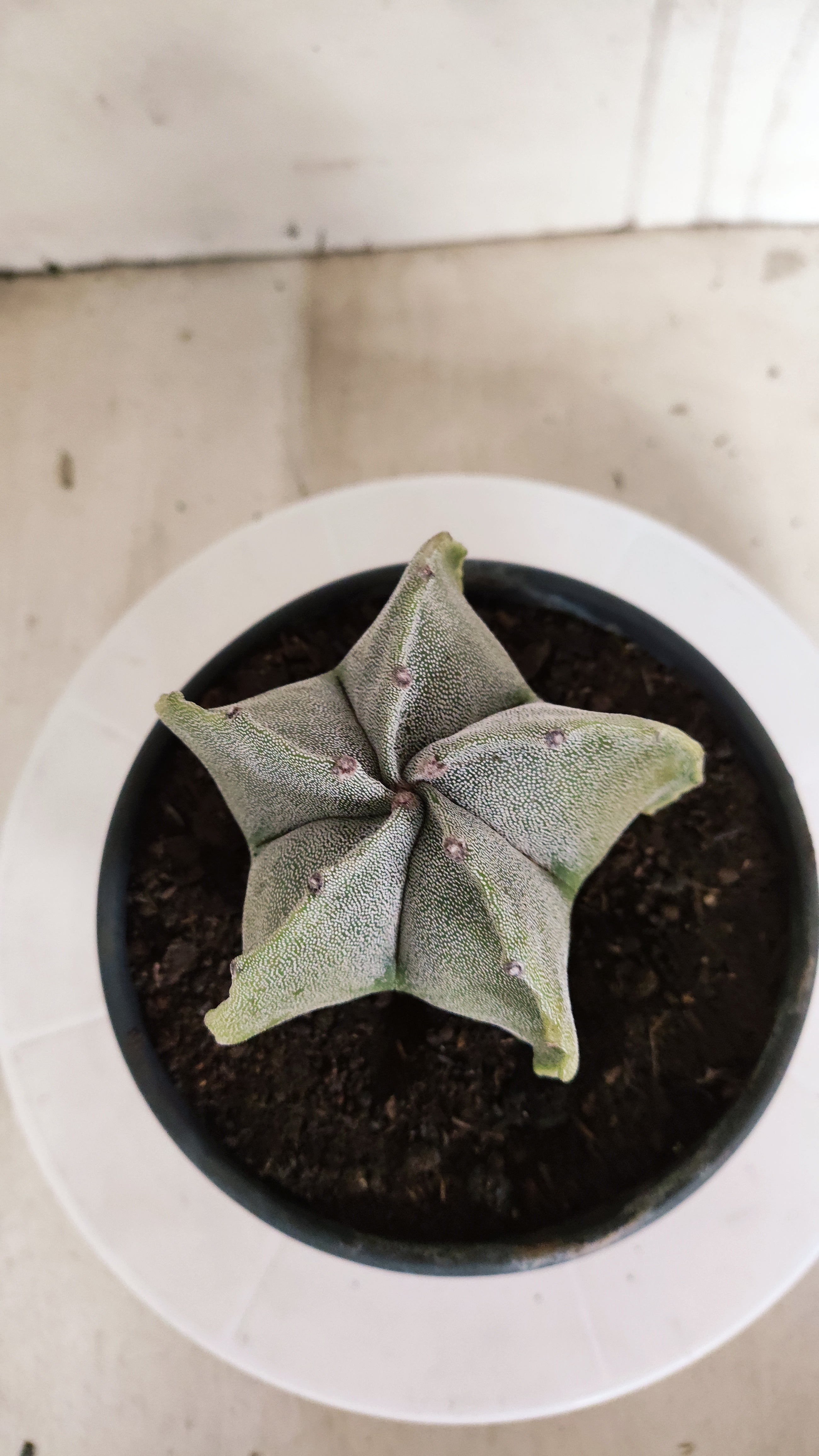 ASTROPHYTUM MYRIOSTIGMA "Variegata" Nº 581 – vaso 15