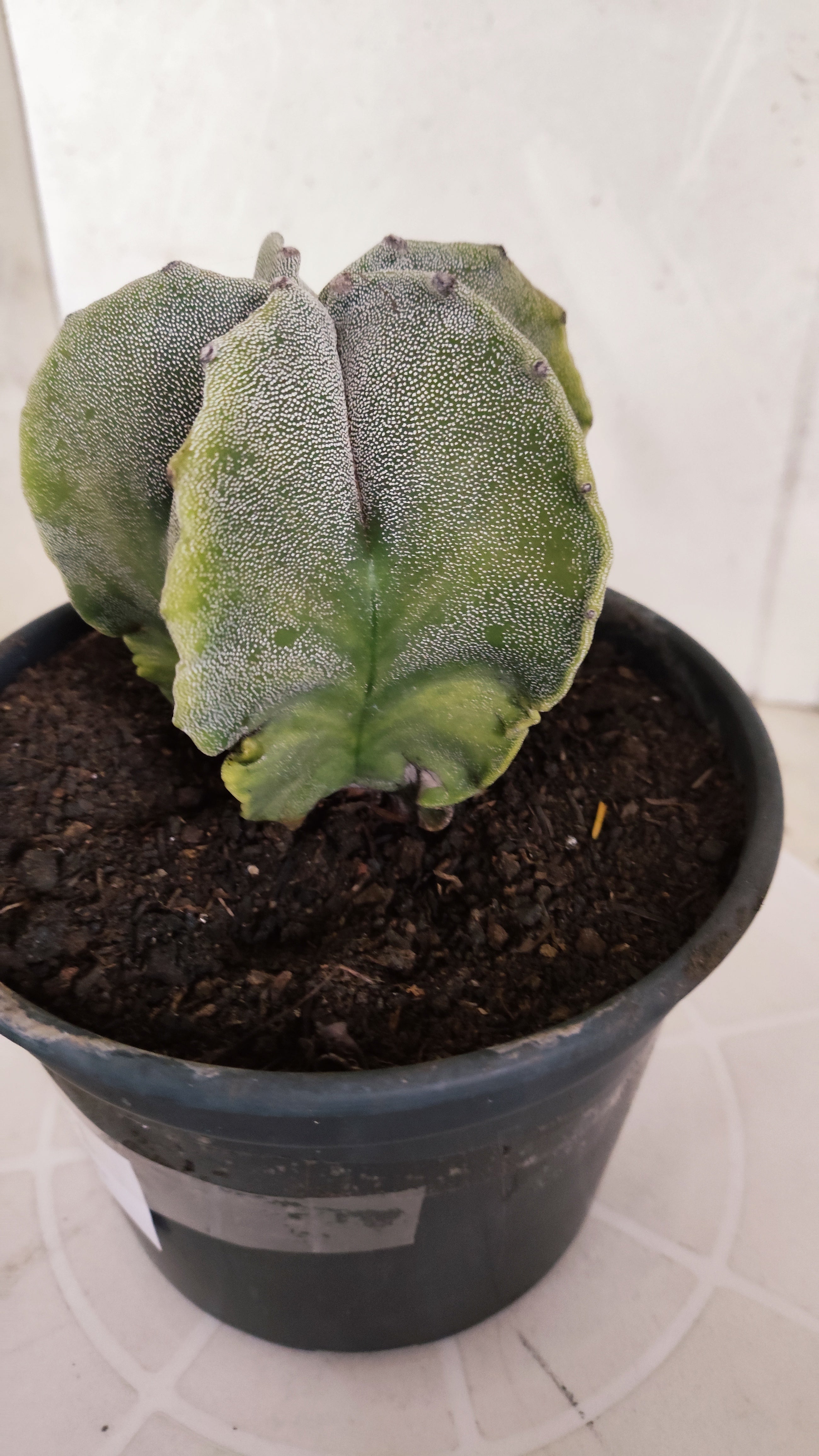 ASTROPHYTUM MYRIOSTIGMA "Variegata" Nº 581 – vaso 15