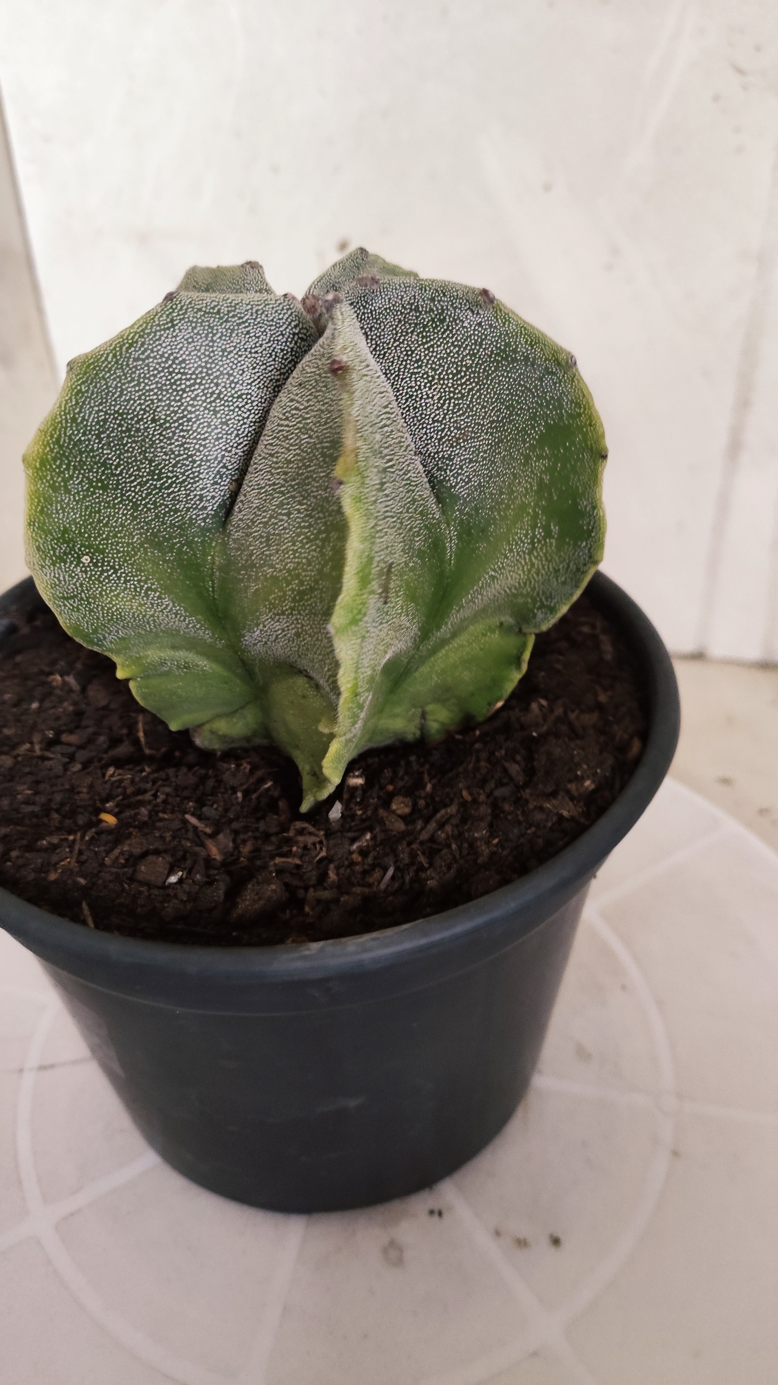 ASTROPHYTUM MYRIOSTIGMA "Variegata" Nº 581 – vaso 15