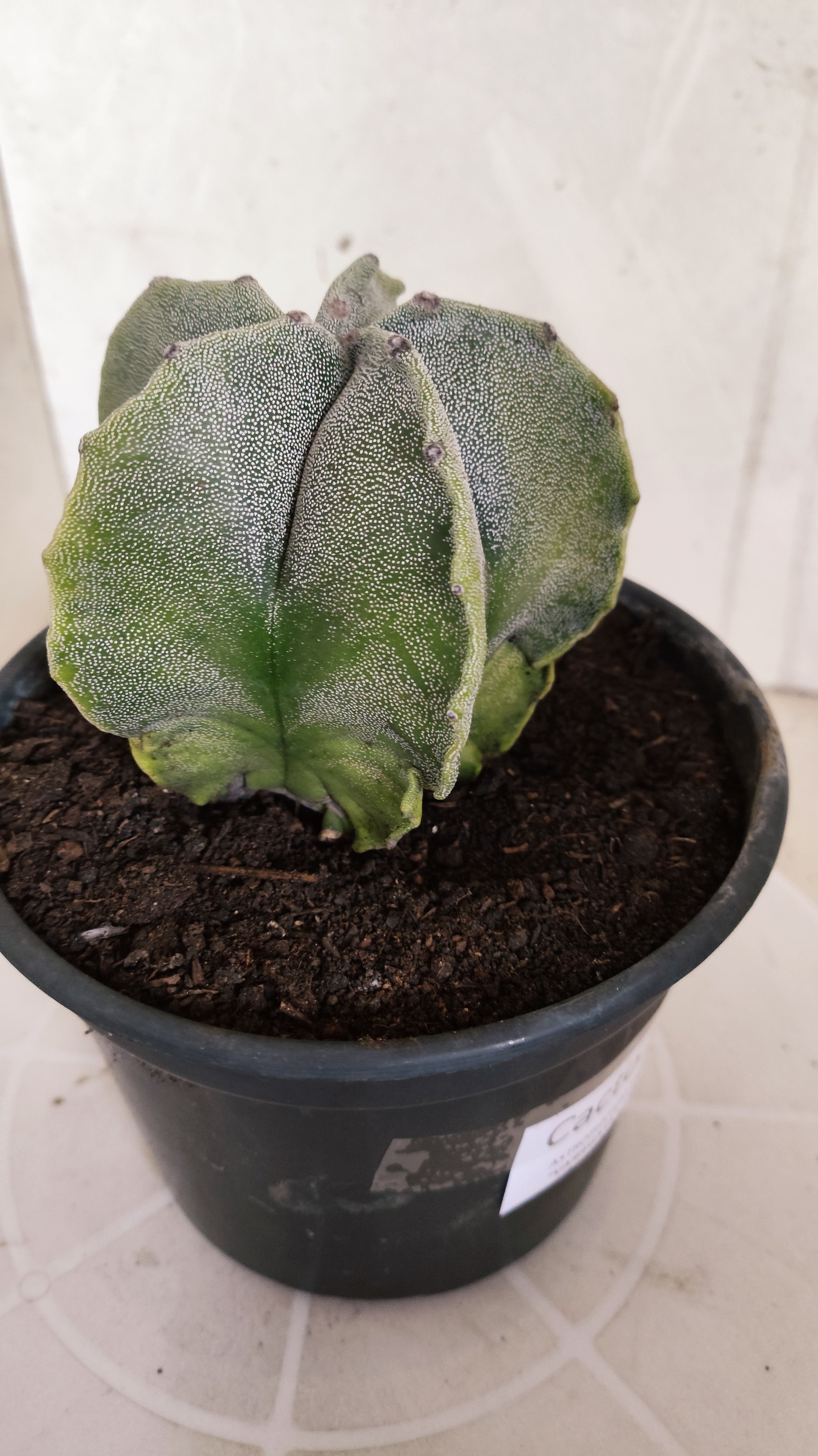 ASTROPHYTUM MYRIOSTIGMA "Variegata" Nº 581 – vaso 15
