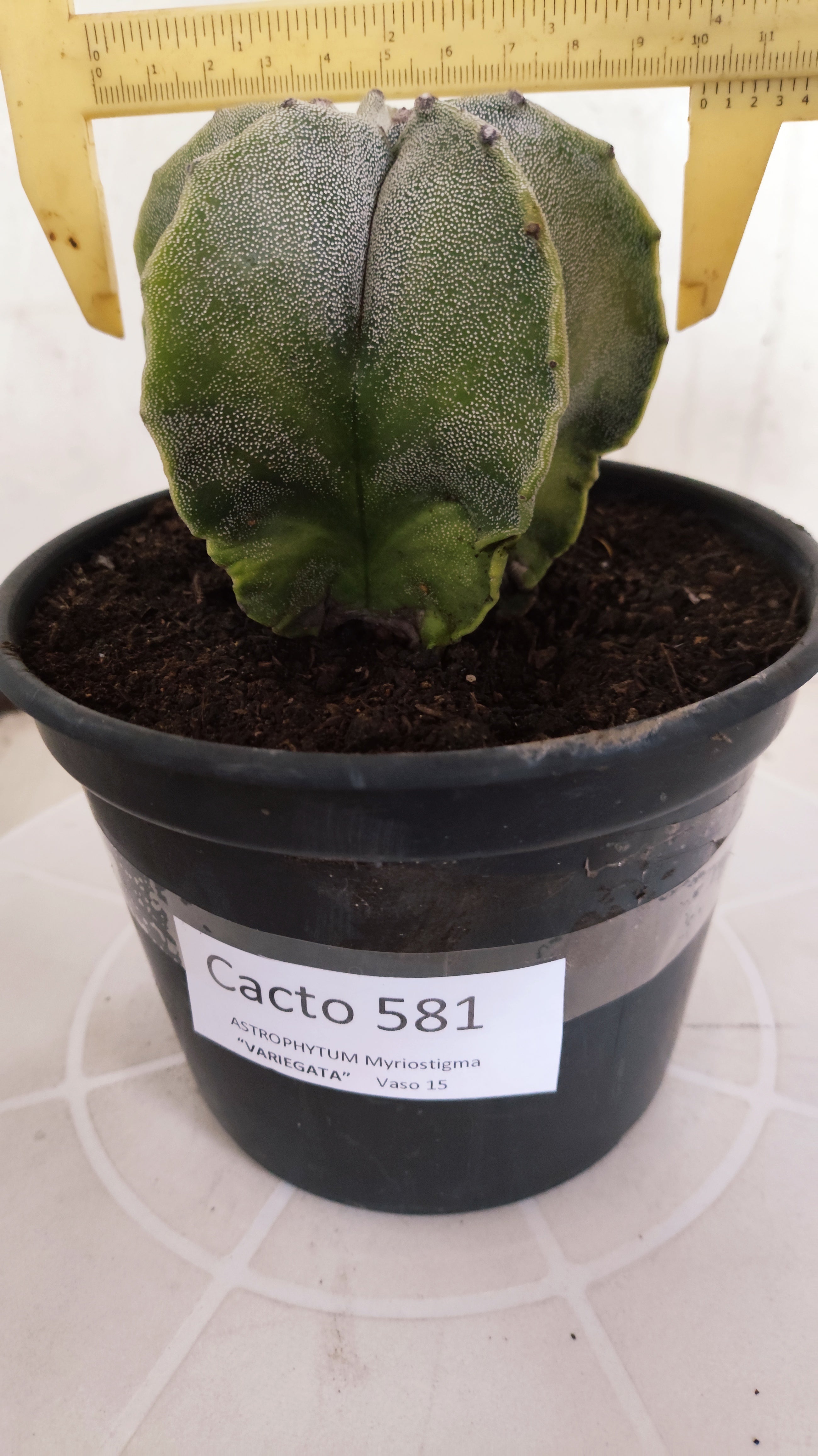 ASTROPHYTUM MYRIOSTIGMA "Variegata" Nº 581 – vaso 15