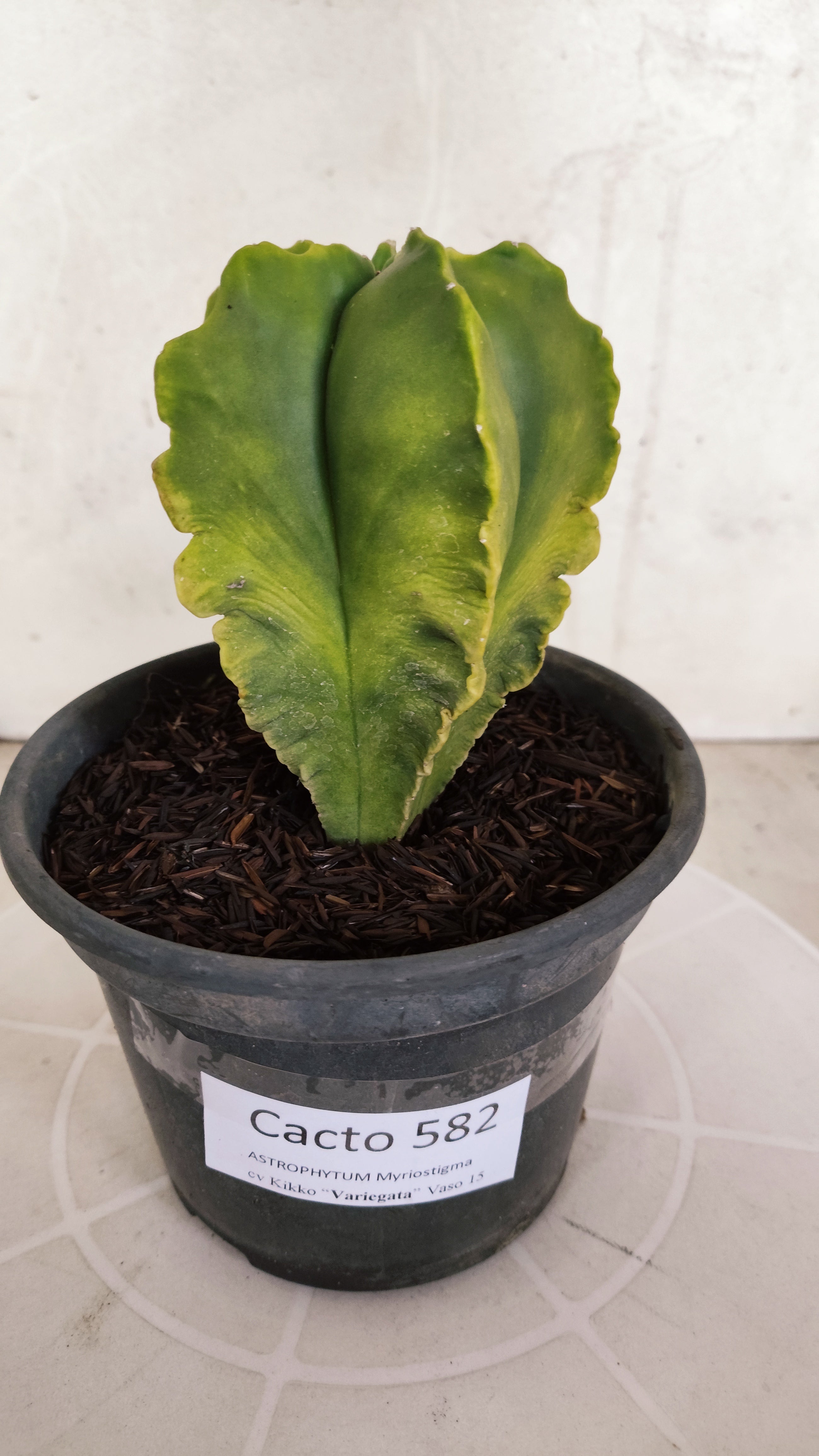 ASTROPHYTUM cv KIKKO Nº 582 "Variegata" - vaso 15