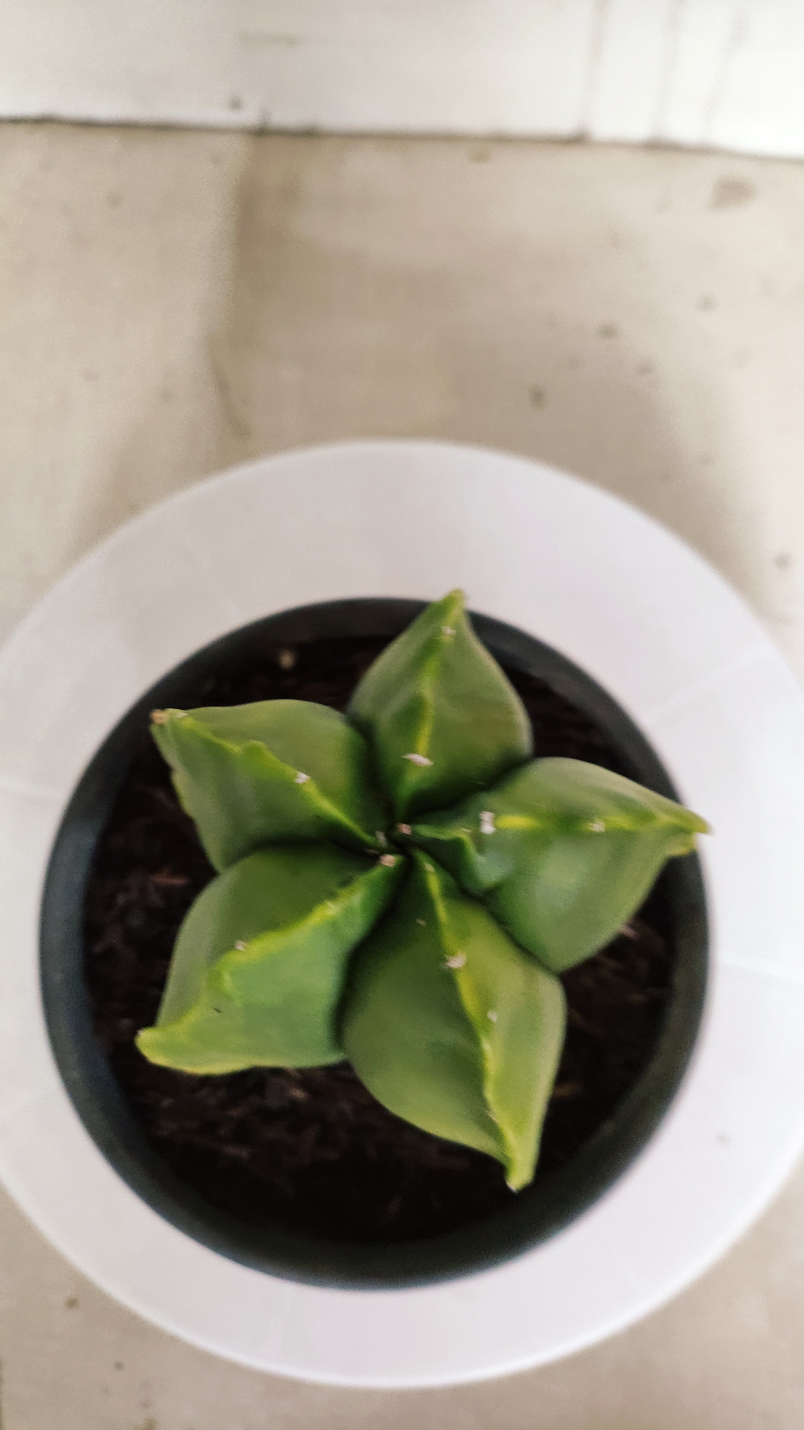 ASTROPHYTUM cv KIKKO Nº 582 "Variegata" - vaso 15
