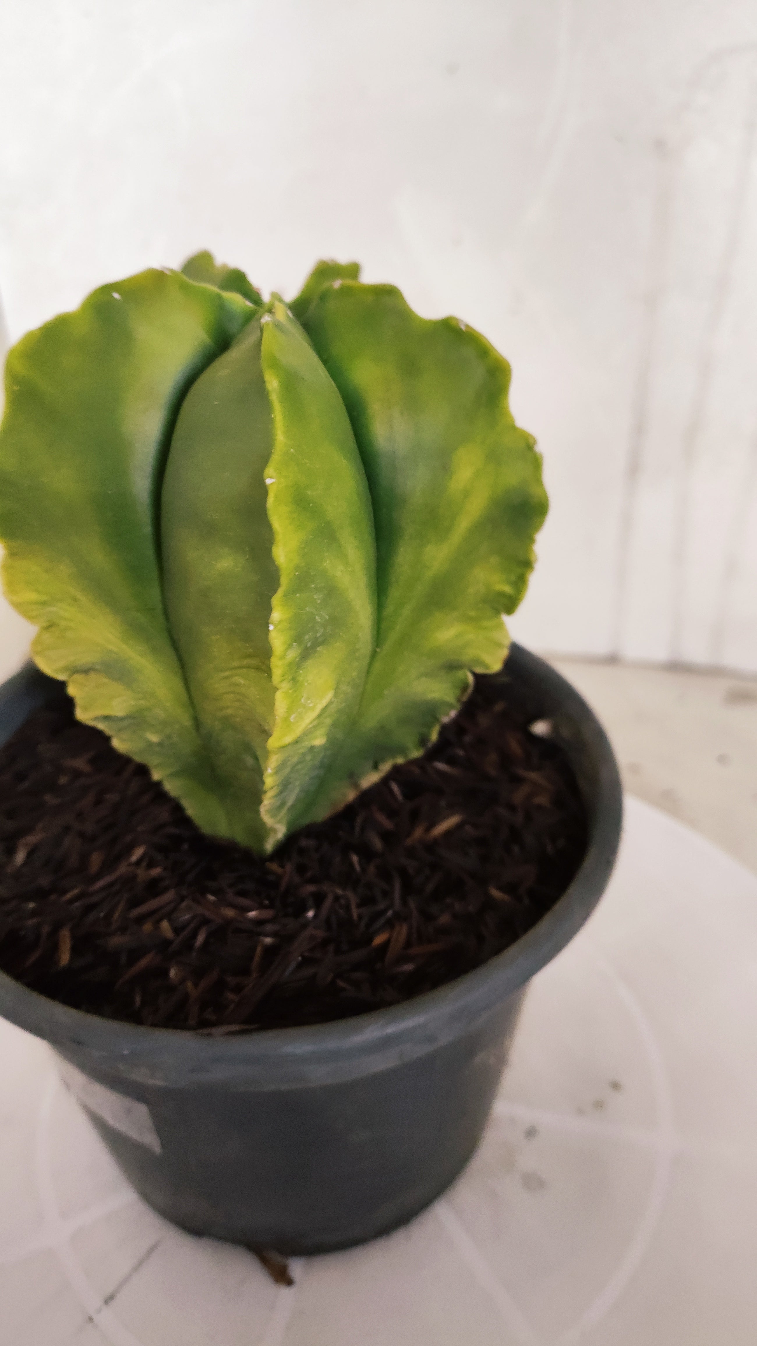 ASTROPHYTUM cv KIKKO Nº 582 "Variegata" - vaso 15