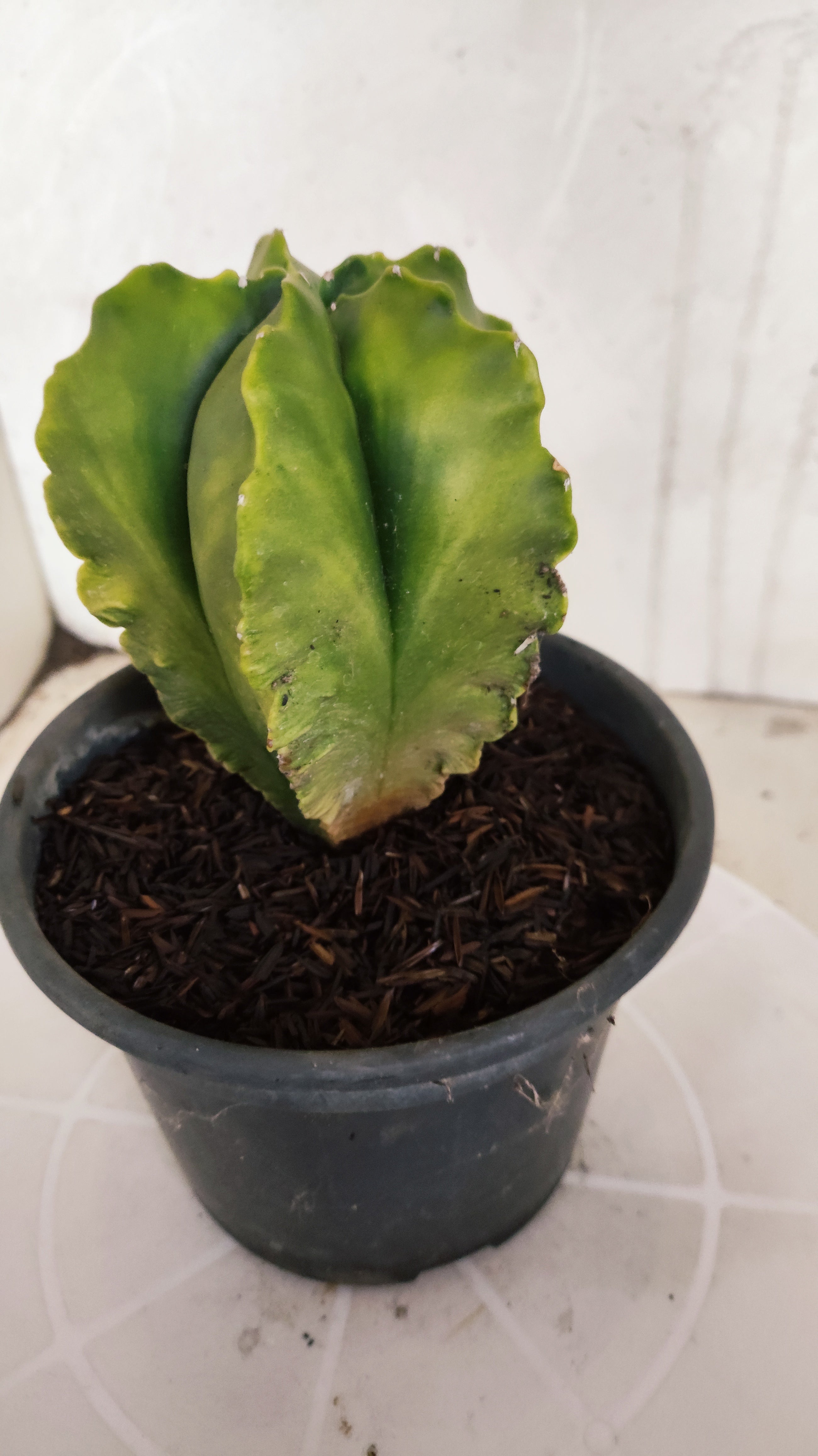 ASTROPHYTUM cv KIKKO Nº 582 "Variegata" - vaso 15
