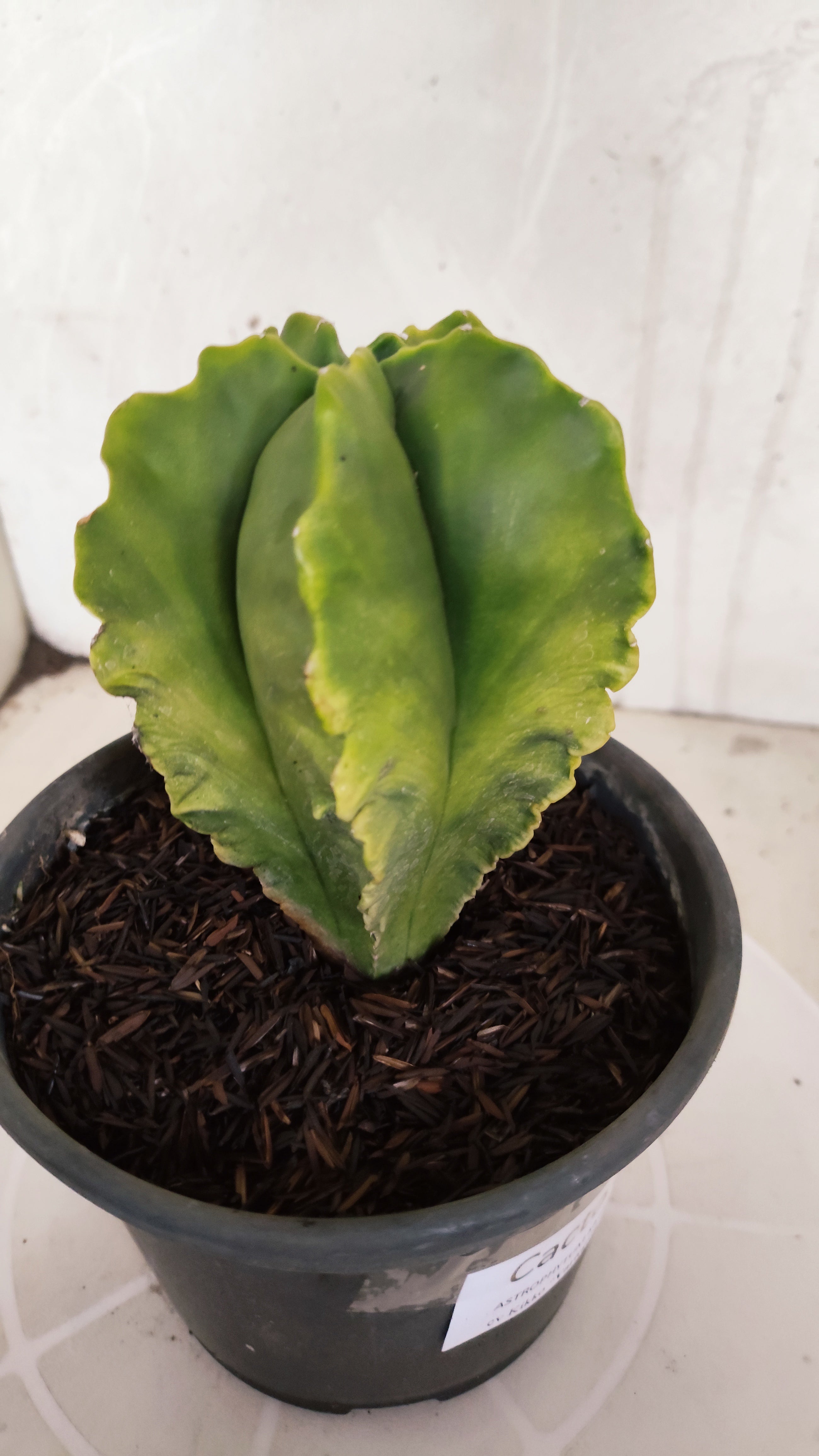 ASTROPHYTUM cv KIKKO Nº 582 "Variegata" - vaso 15