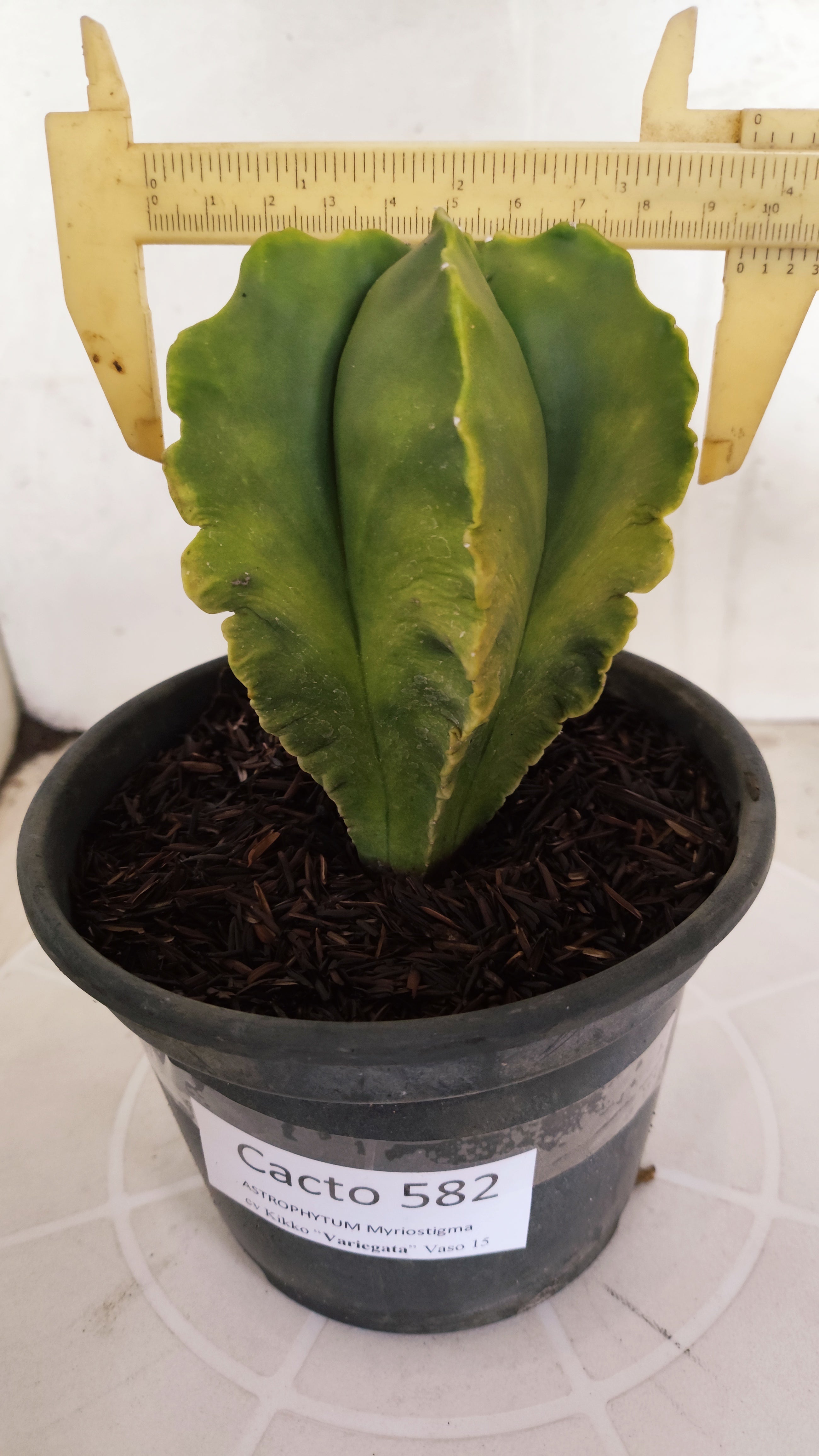 ASTROPHYTUM cv KIKKO Nº 582 "Variegata" - vaso 15