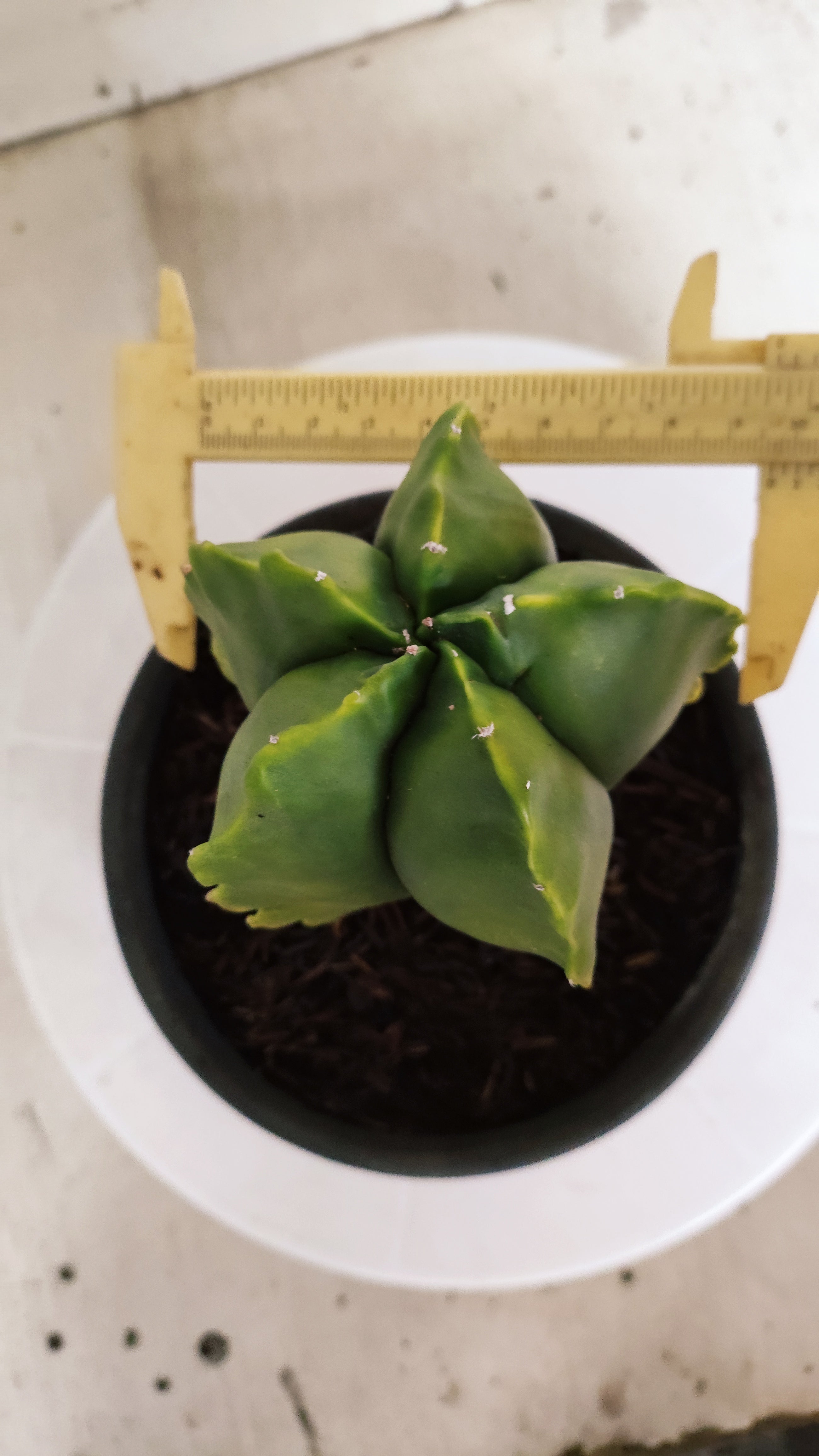 ASTROPHYTUM cv KIKKO Nº 582 "Variegata" - vaso 15