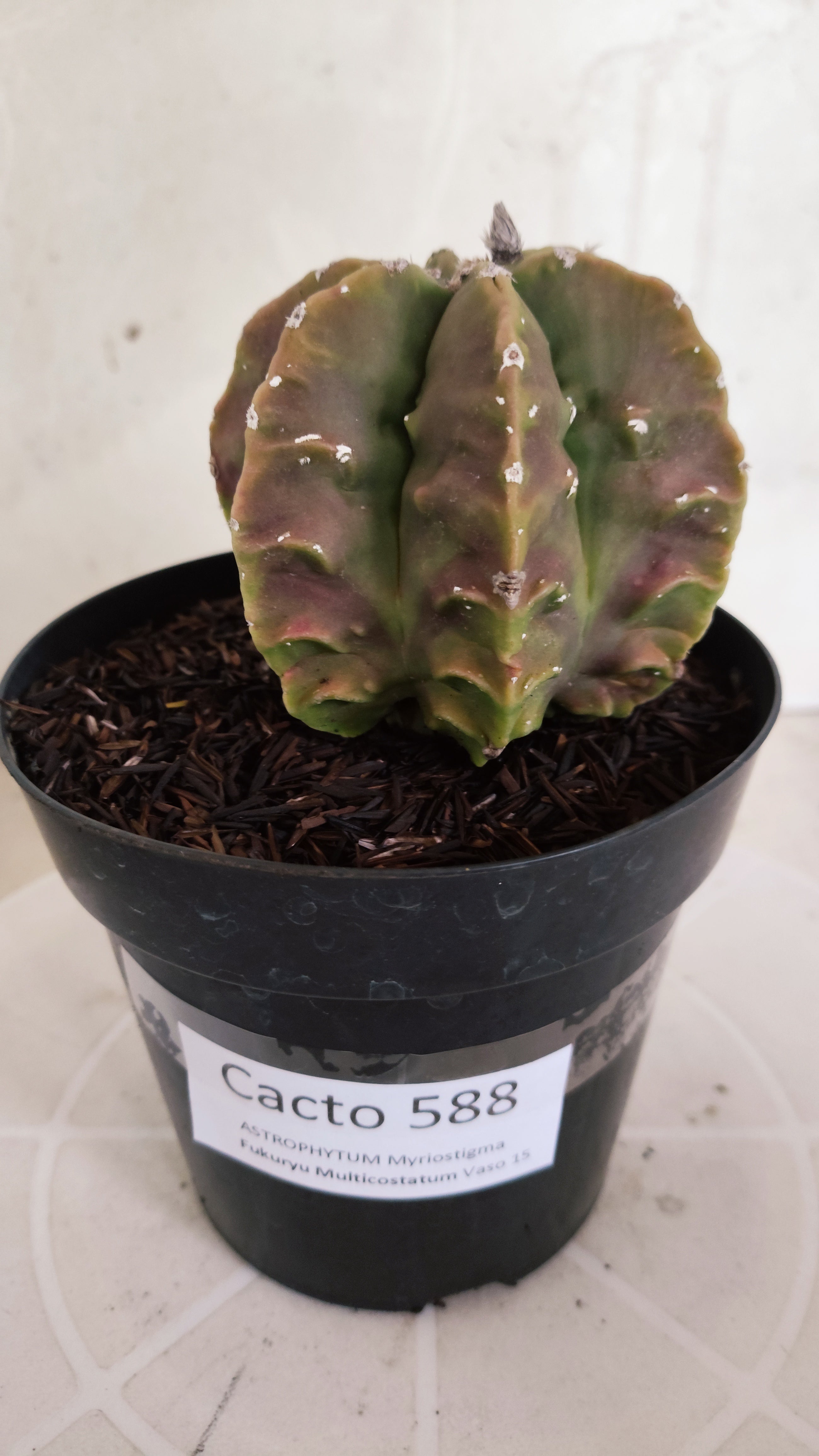 MATRIZ ASTROPHYTUM cv KIKKO "Fukuryu" - Multicostatum  Nº 588 – vaso 15