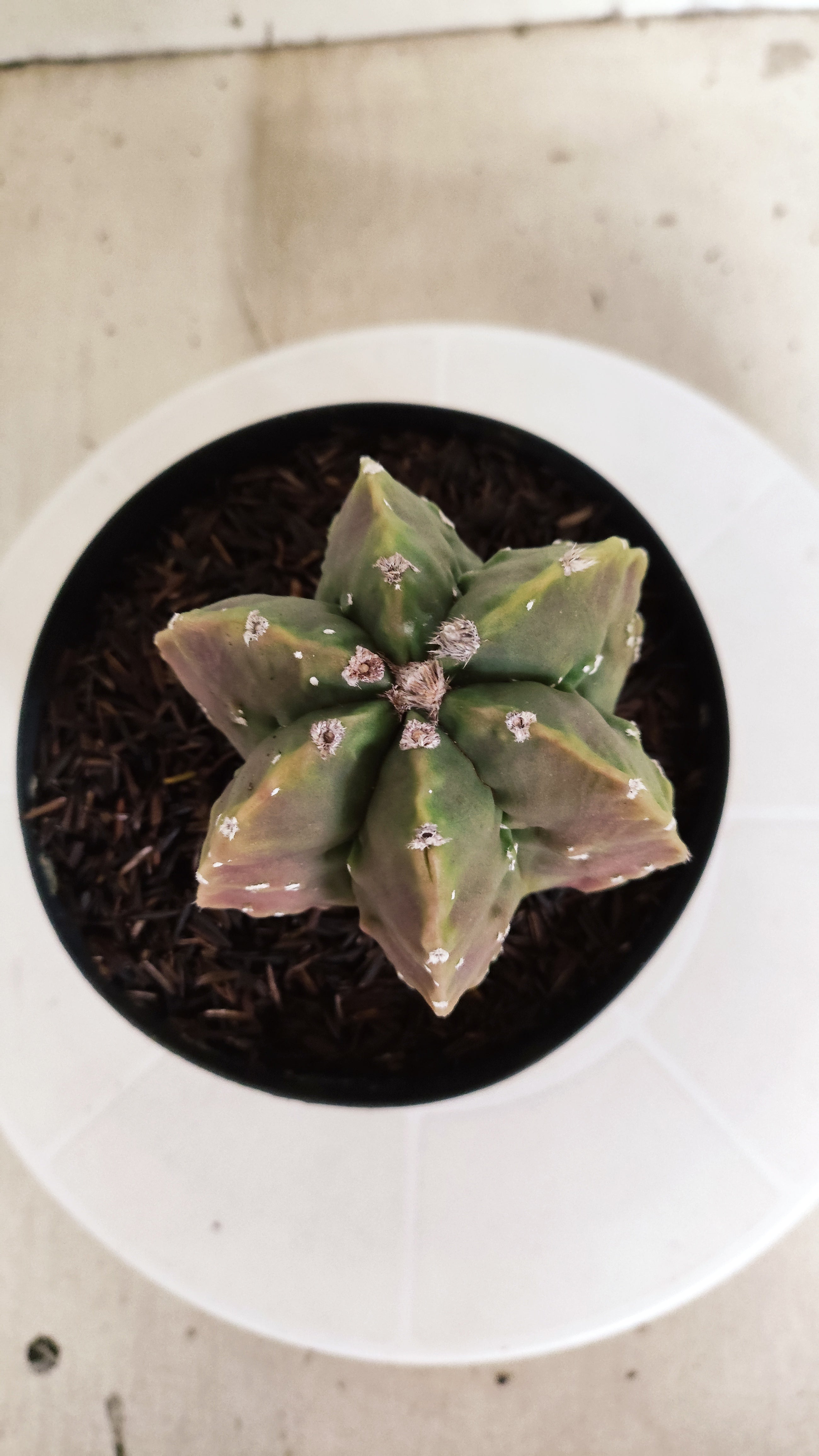 MATRIZ ASTROPHYTUM cv KIKKO "Fukuryu" - Multicostatum  Nº 588 – vaso 15