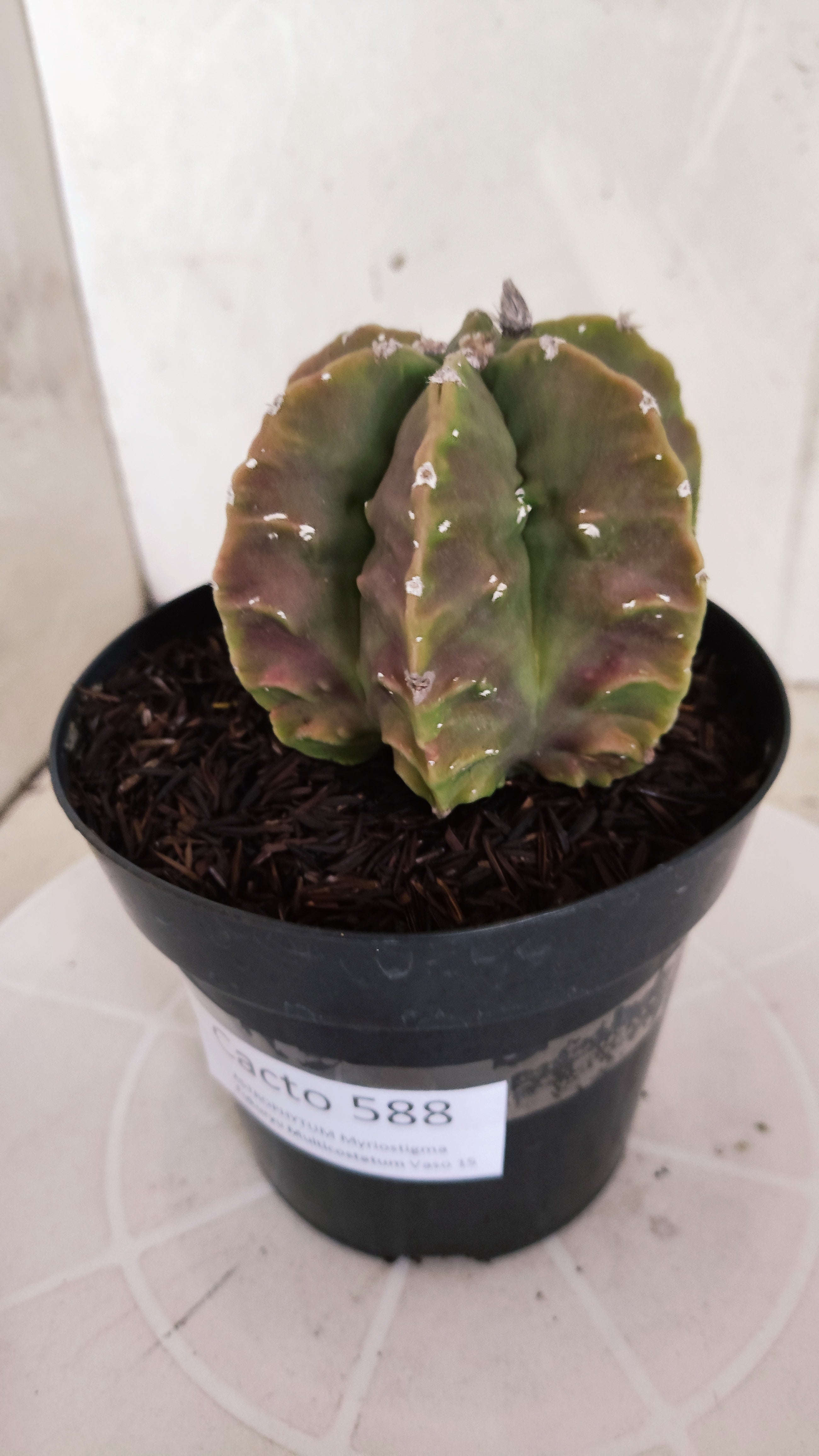 MATRIZ ASTROPHYTUM cv KIKKO "Fukuryu" - Multicostatum  Nº 588 – vaso 15