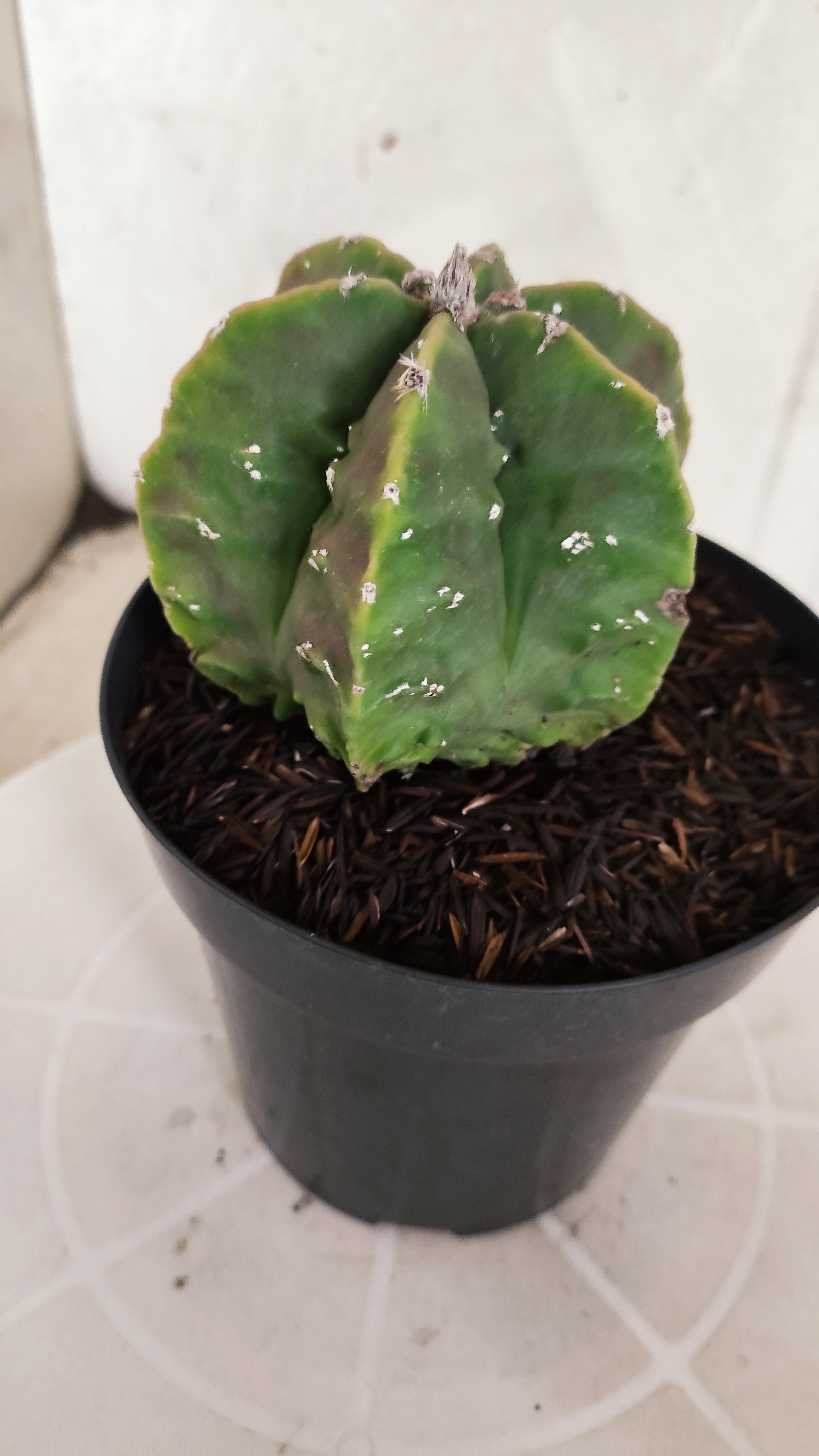 MATRIZ ASTROPHYTUM cv KIKKO "Fukuryu" - Multicostatum  Nº 588 – vaso 15