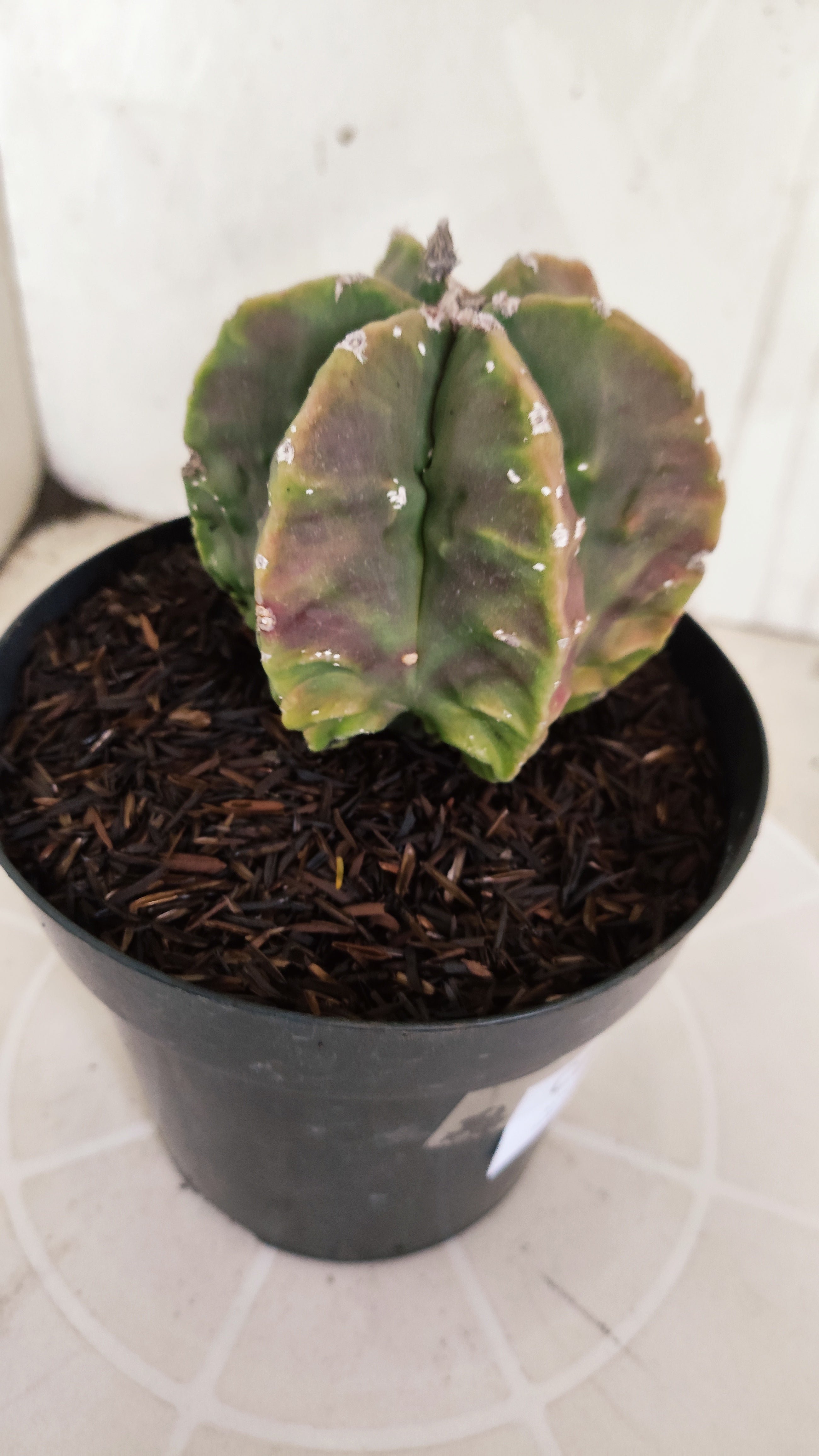 MATRIZ ASTROPHYTUM cv KIKKO "Fukuryu" - Multicostatum  Nº 588 – vaso 15