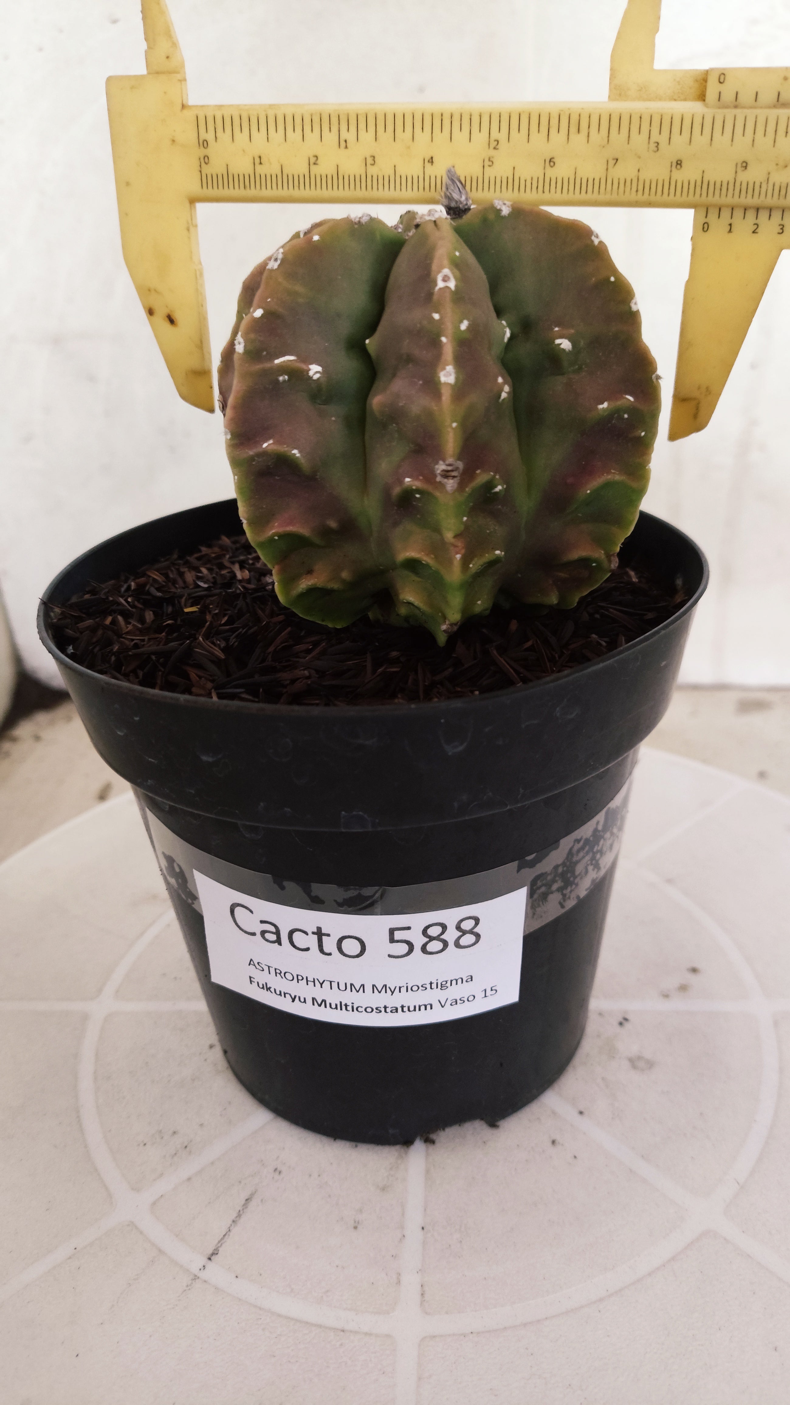 MATRIZ ASTROPHYTUM cv KIKKO "Fukuryu" - Multicostatum  Nº 588 – vaso 15