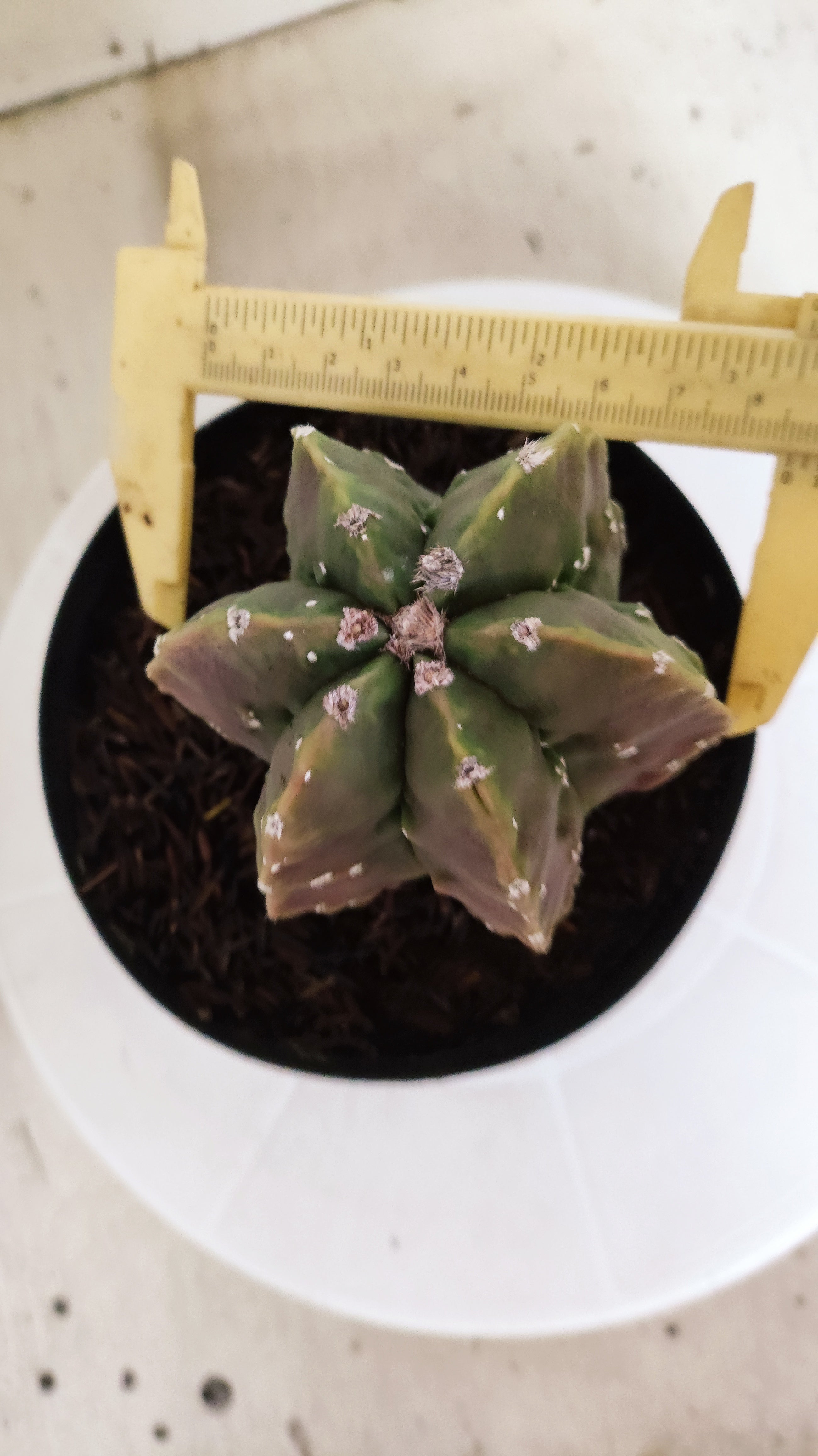 MATRIZ ASTROPHYTUM cv KIKKO "Fukuryu" - Multicostatum  Nº 588 – vaso 15