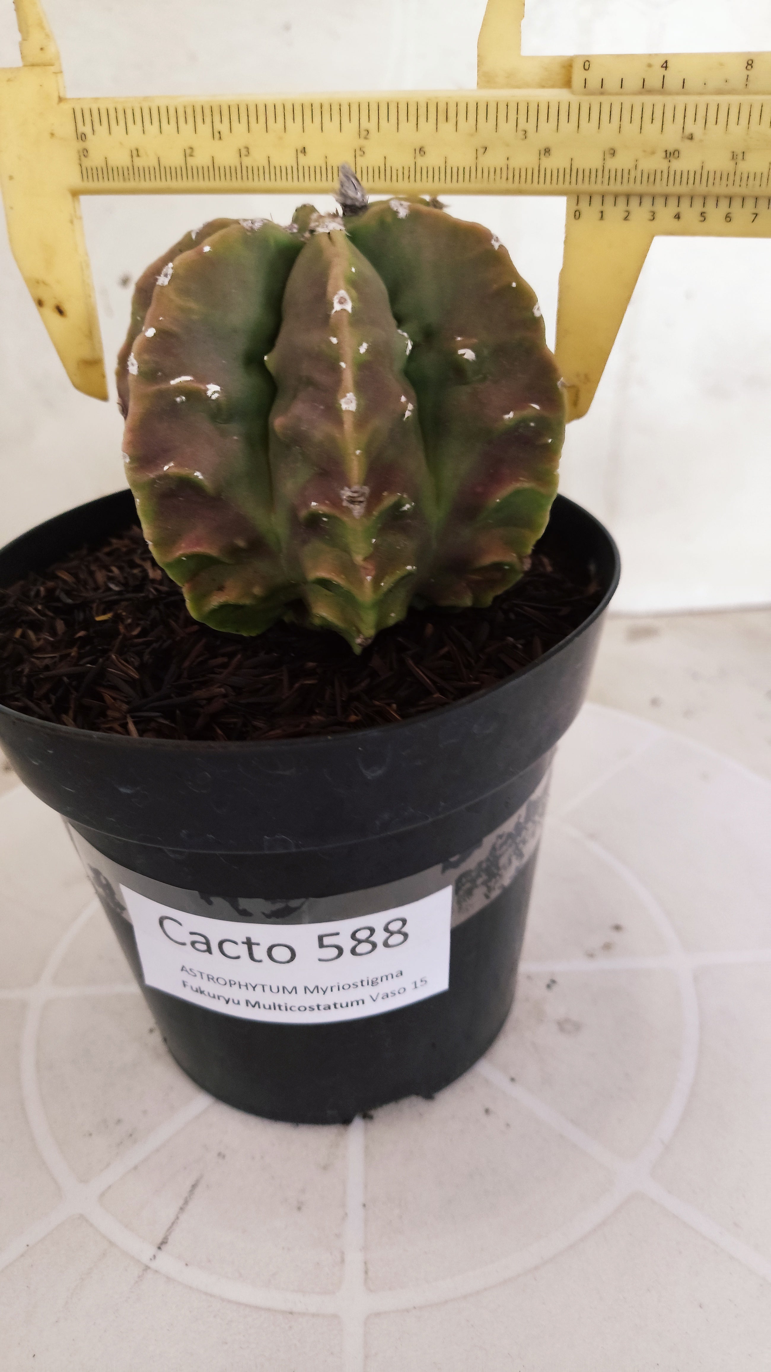 MATRIZ ASTROPHYTUM cv KIKKO "Fukuryu" - Multicostatum  Nº 588 – vaso 15