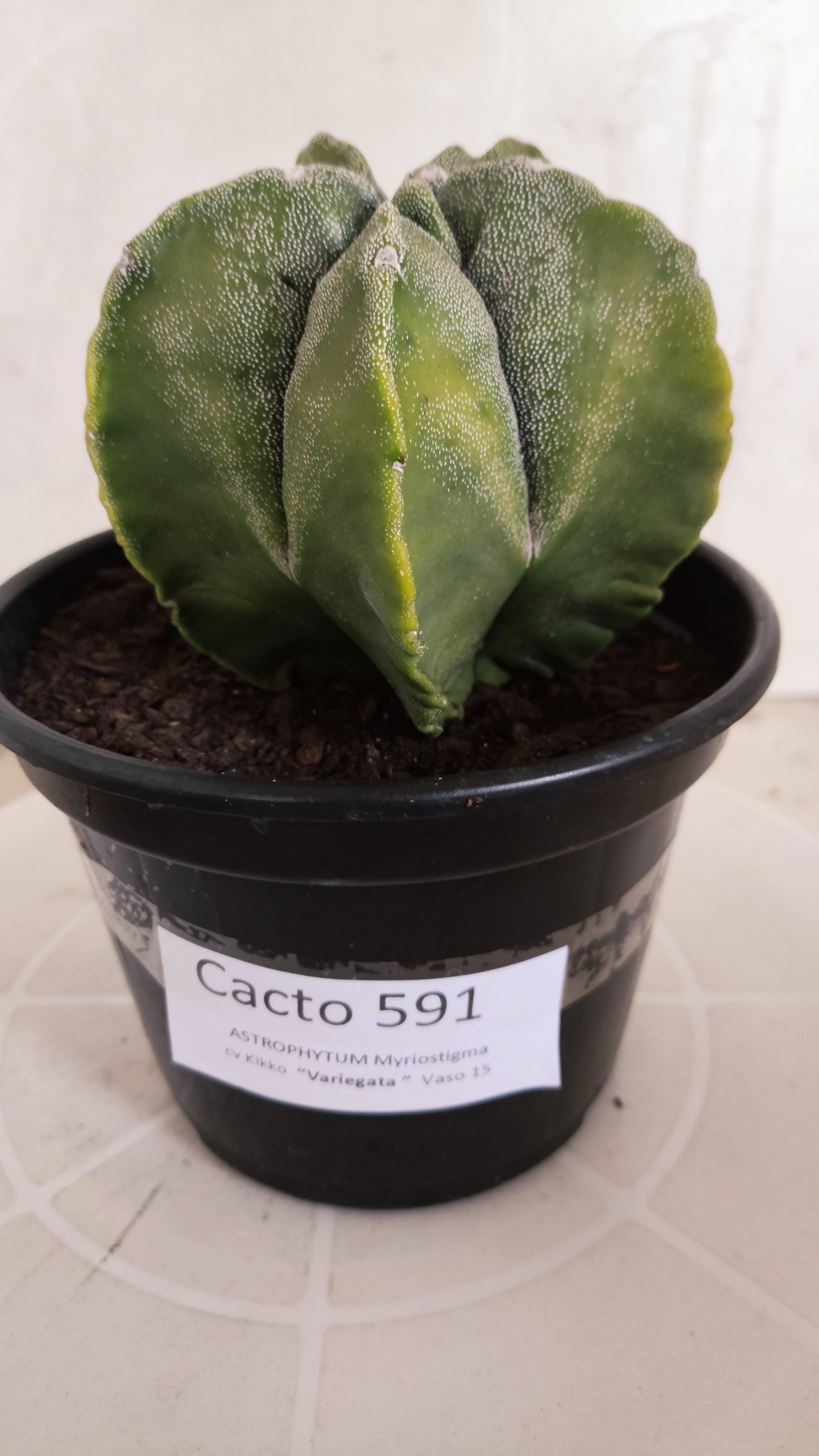 ASTROPHYTUM cv KIKKO Nº 591 "Variegata" - vaso 15