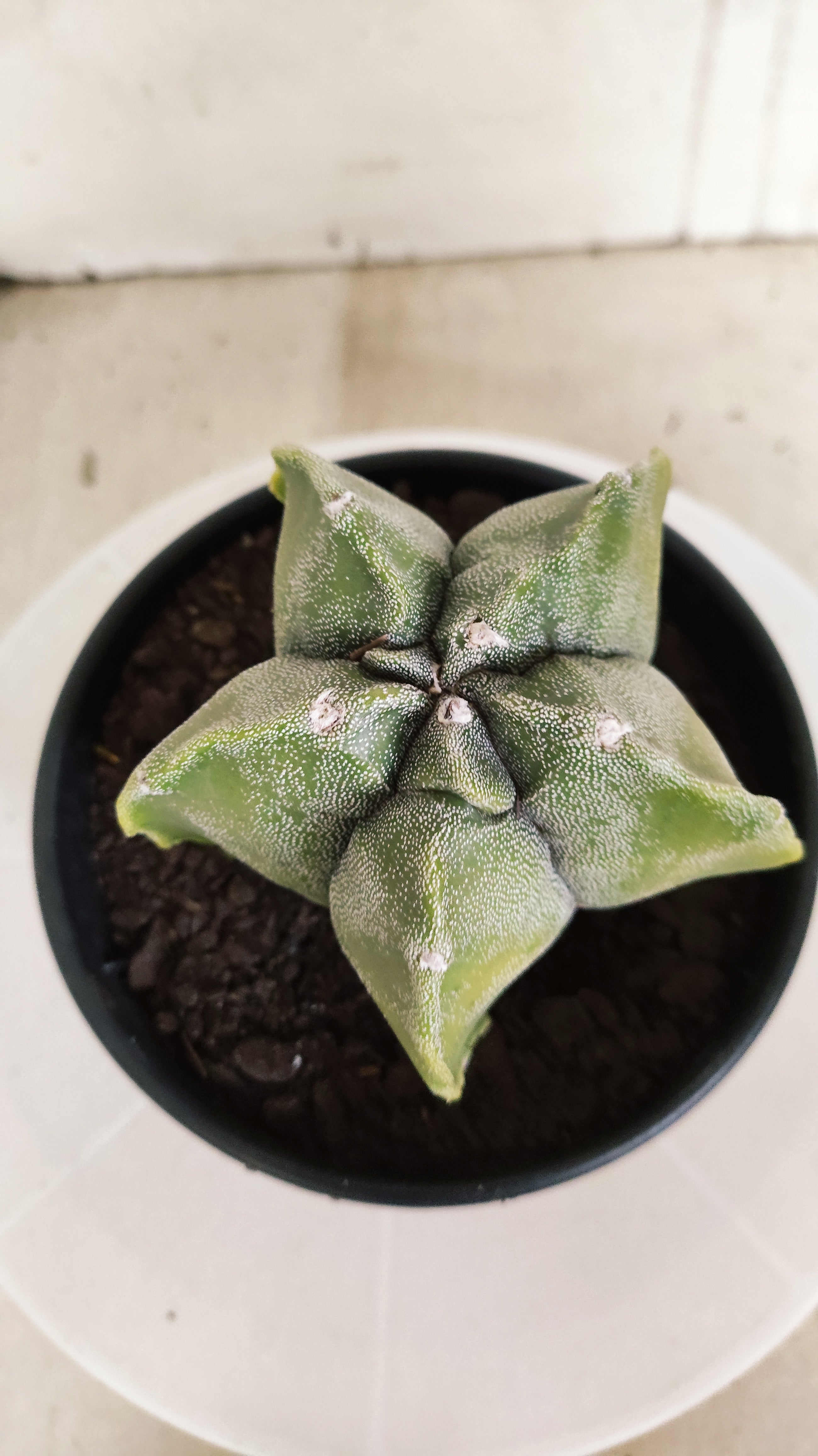 ASTROPHYTUM cv KIKKO Nº 591 "Variegata" - vaso 15