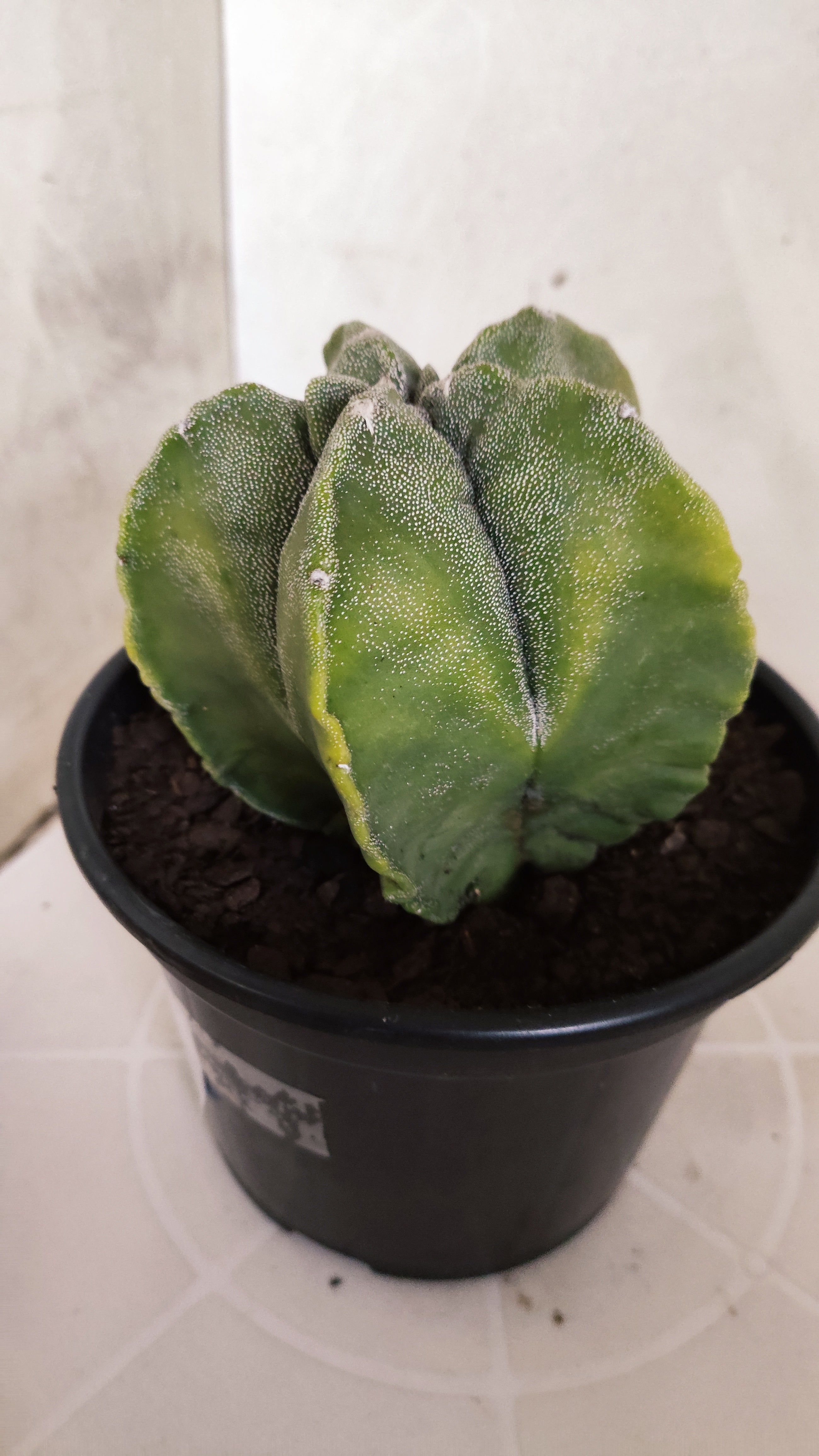 ASTROPHYTUM cv KIKKO Nº 591 "Variegata" - vaso 15