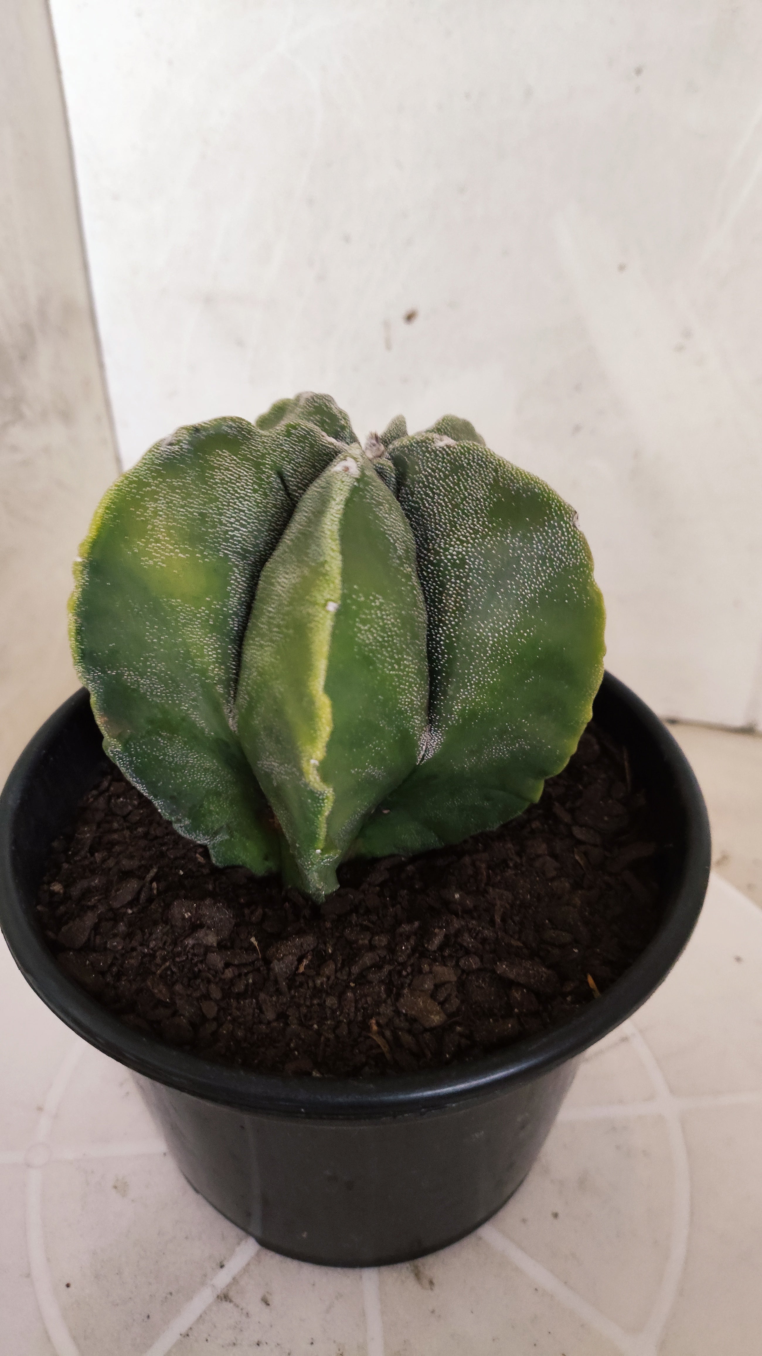 ASTROPHYTUM cv KIKKO Nº 591 "Variegata" - vaso 15
