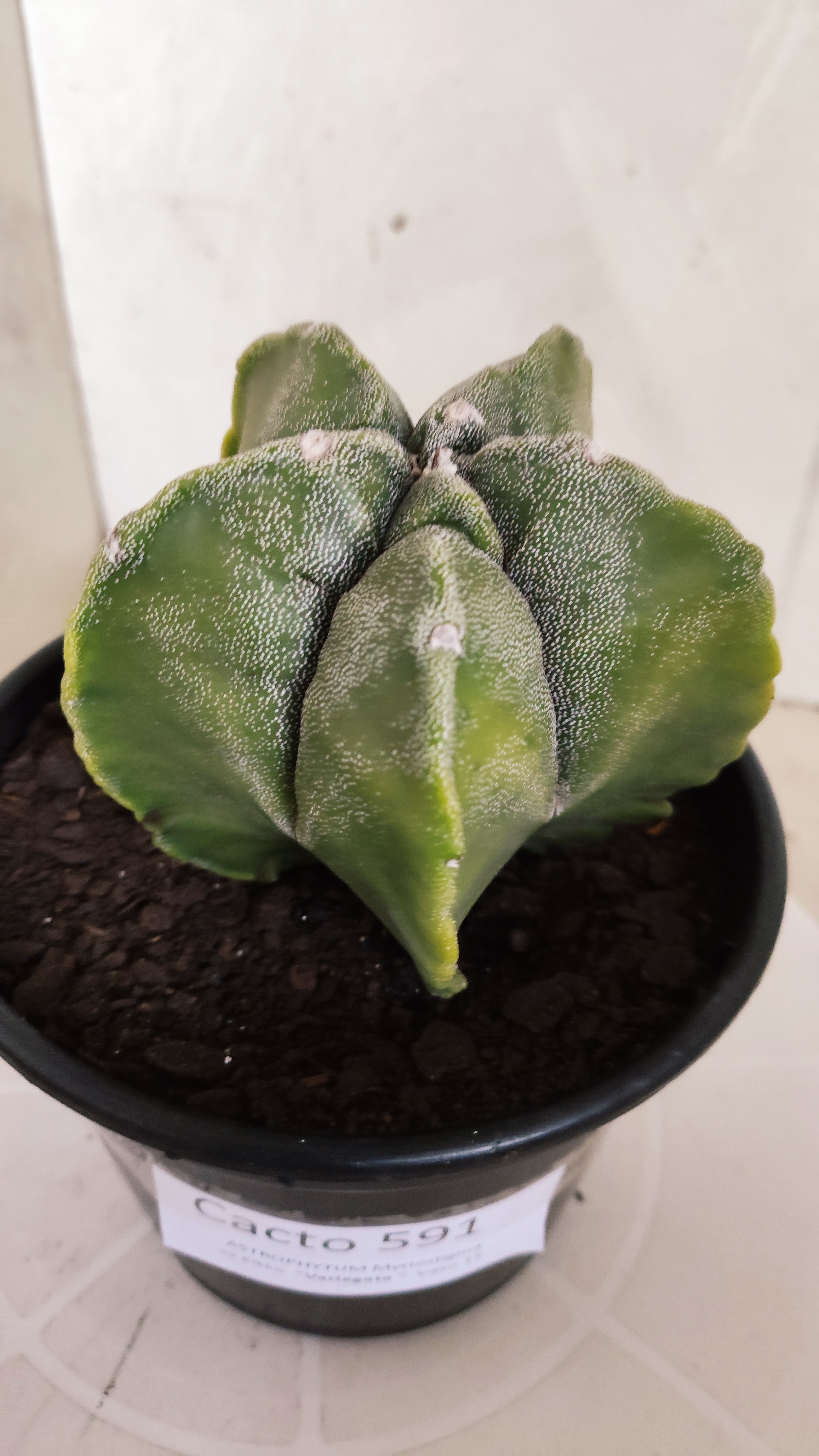 ASTROPHYTUM cv KIKKO Nº 591 "Variegata" - vaso 15