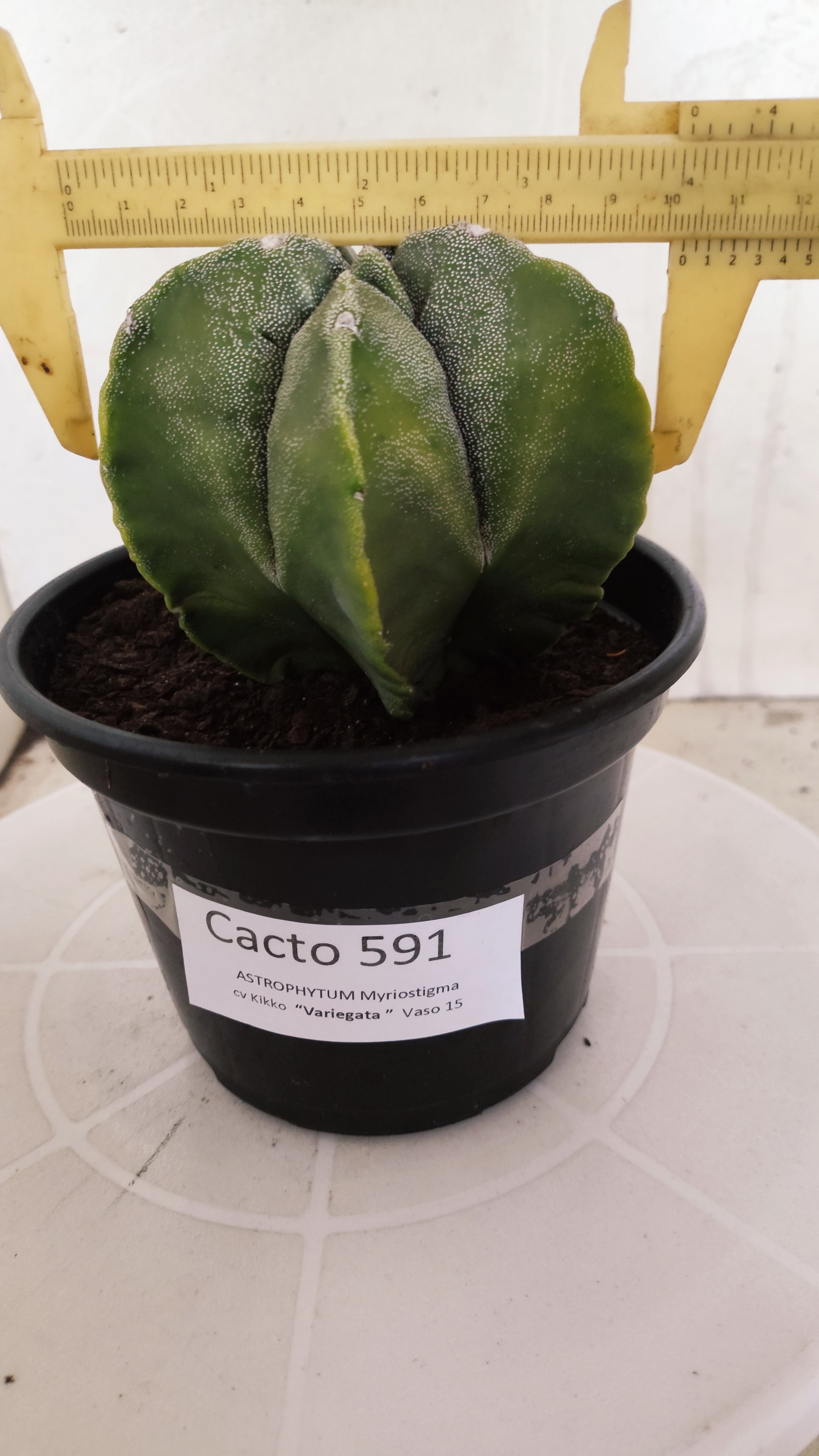 ASTROPHYTUM cv KIKKO Nº 591 "Variegata" - vaso 15