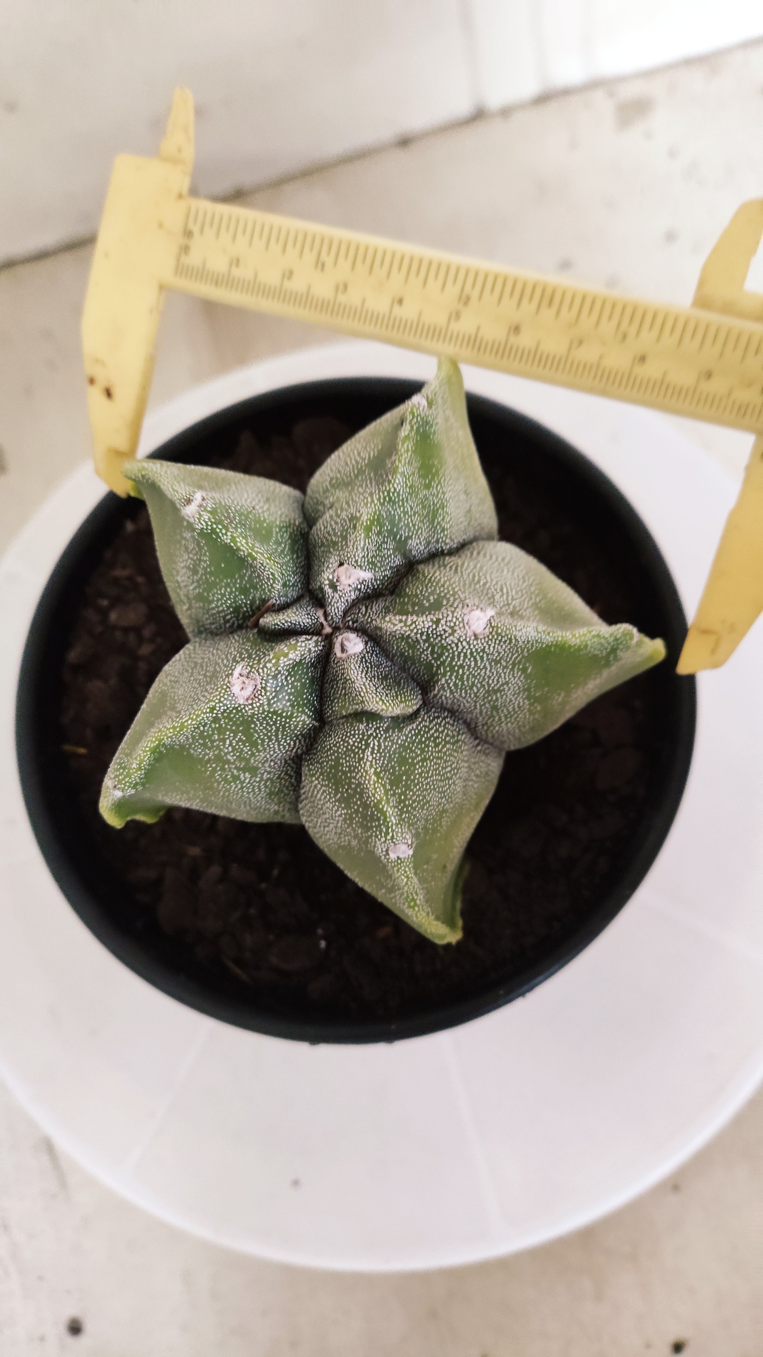 ASTROPHYTUM cv KIKKO Nº 591 "Variegata" - vaso 15
