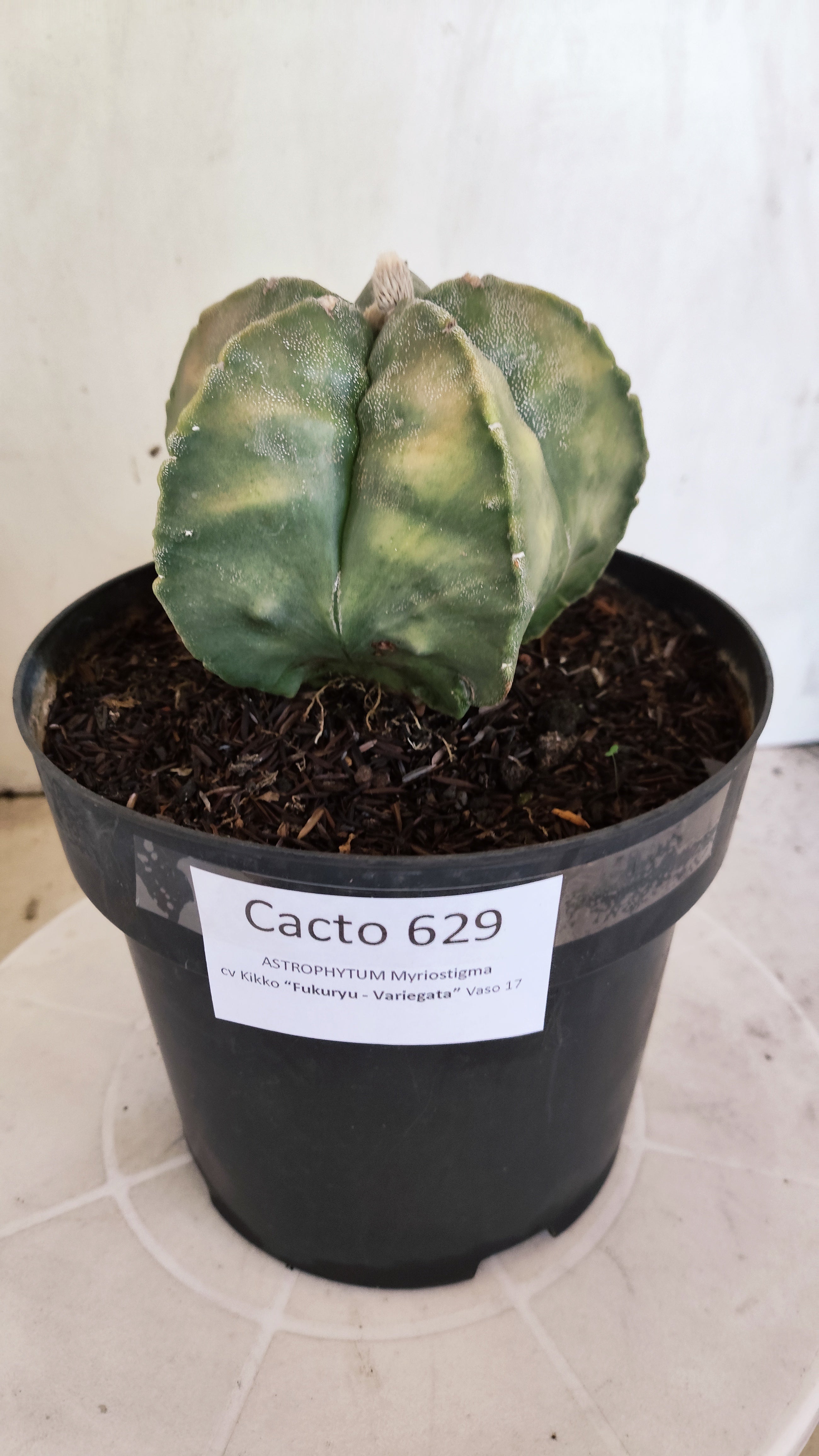 MATRIZ ASTROPHYTUM cv KIKKO "Fukuryu Variegata"  Nº  629 – vaso 17