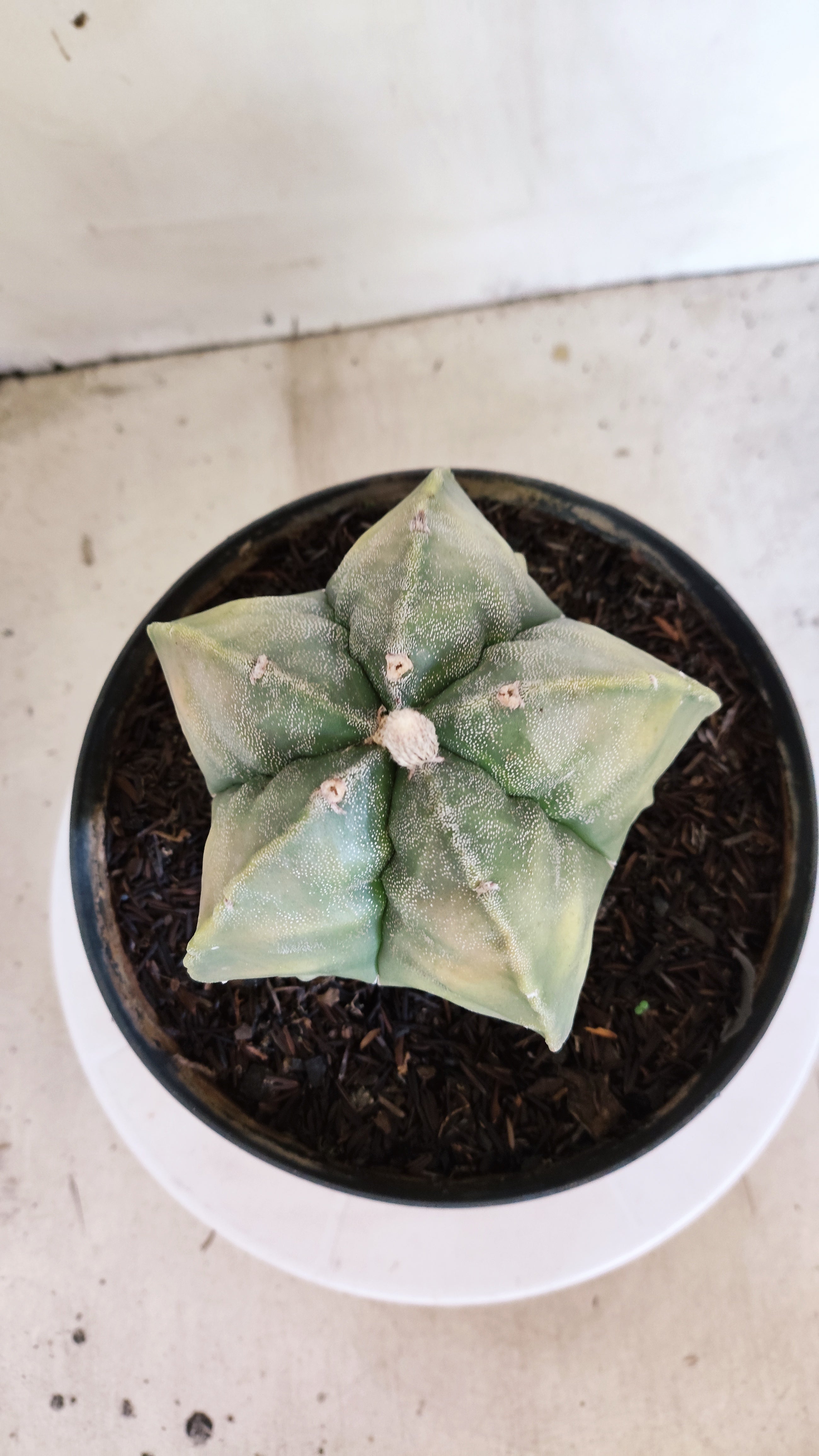 MATRIZ ASTROPHYTUM cv KIKKO "Fukuryu Variegata"  Nº  629 – vaso 17