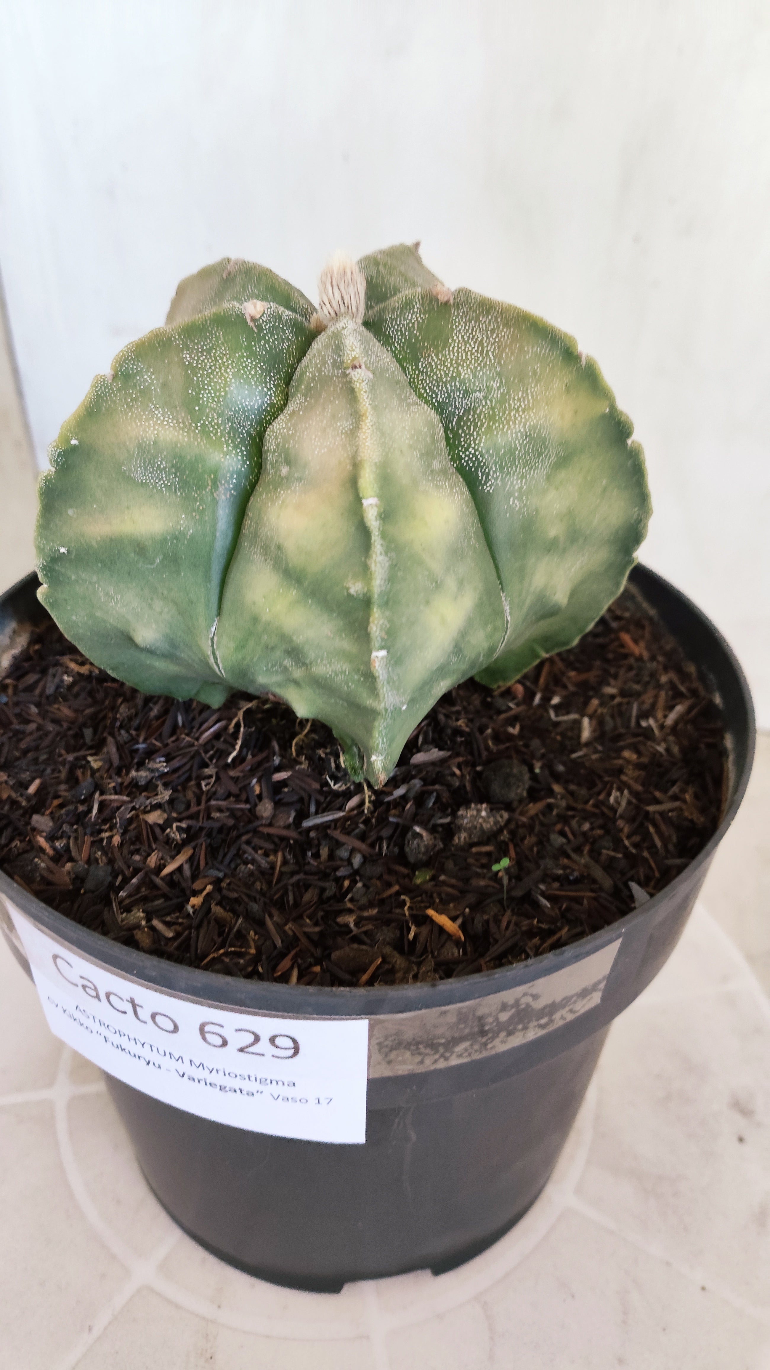 MATRIZ ASTROPHYTUM cv KIKKO "Fukuryu Variegata"  Nº  629 – vaso 17