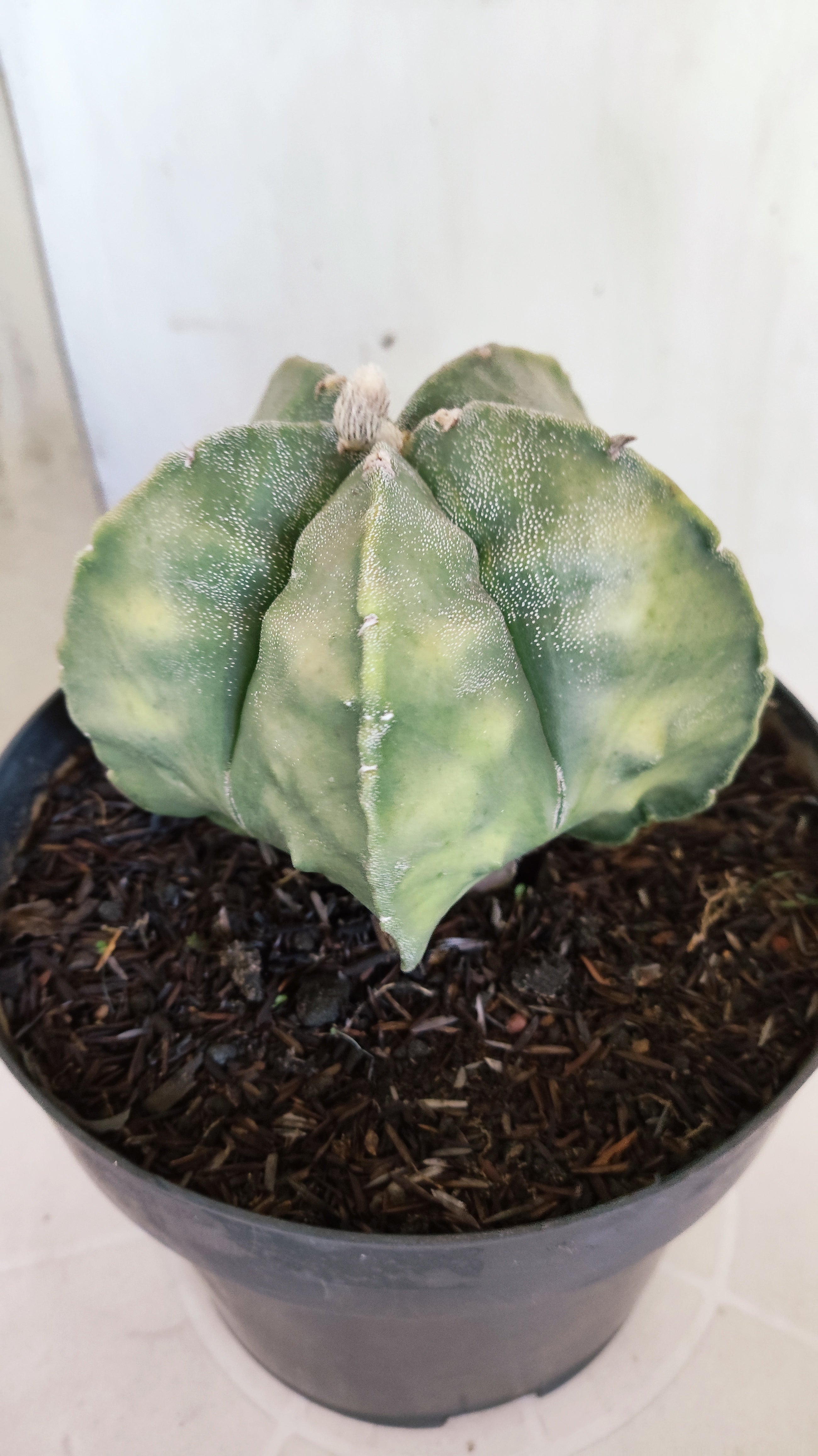 MATRIZ ASTROPHYTUM cv KIKKO "Fukuryu Variegata"  Nº  629 – vaso 17