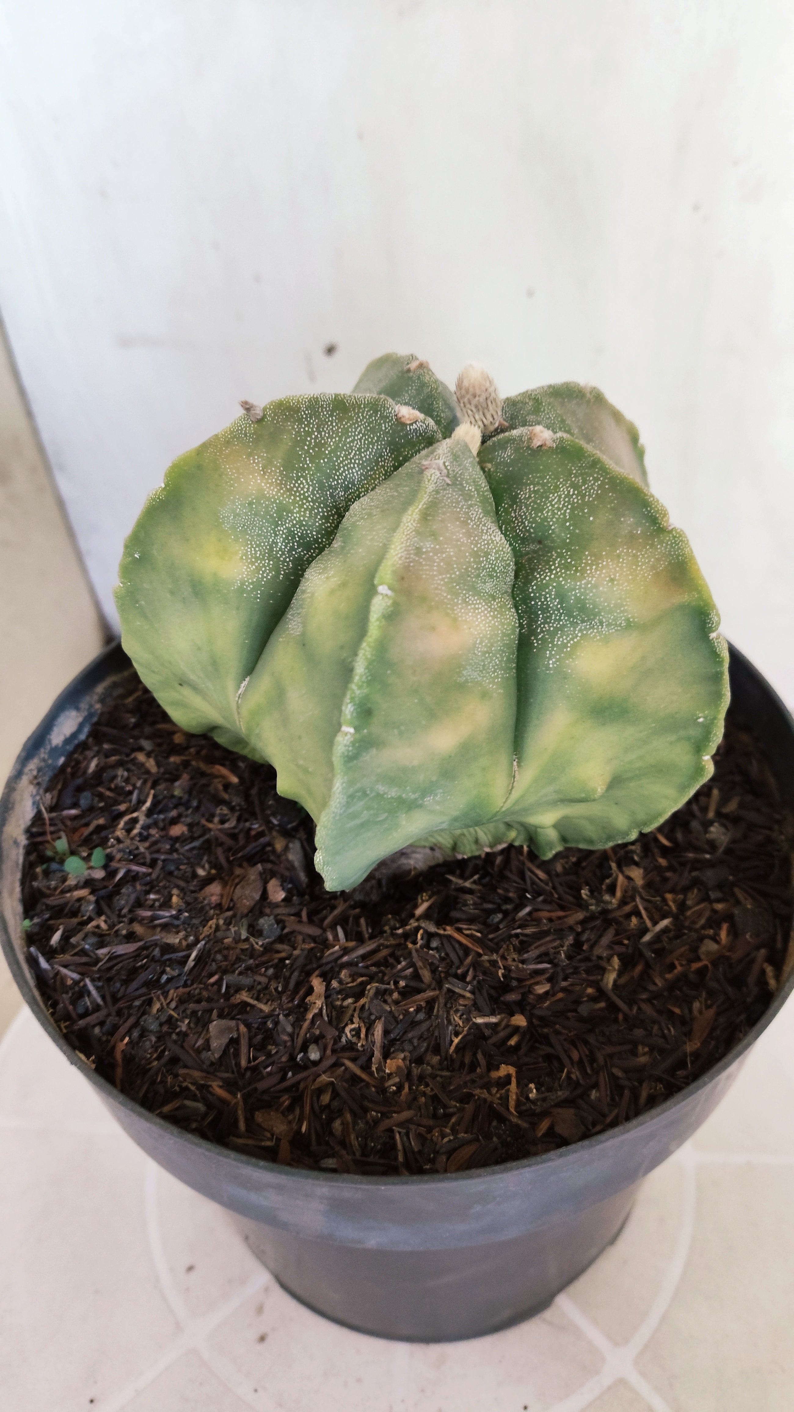 MATRIZ ASTROPHYTUM cv KIKKO "Fukuryu Variegata"  Nº  629 – vaso 17