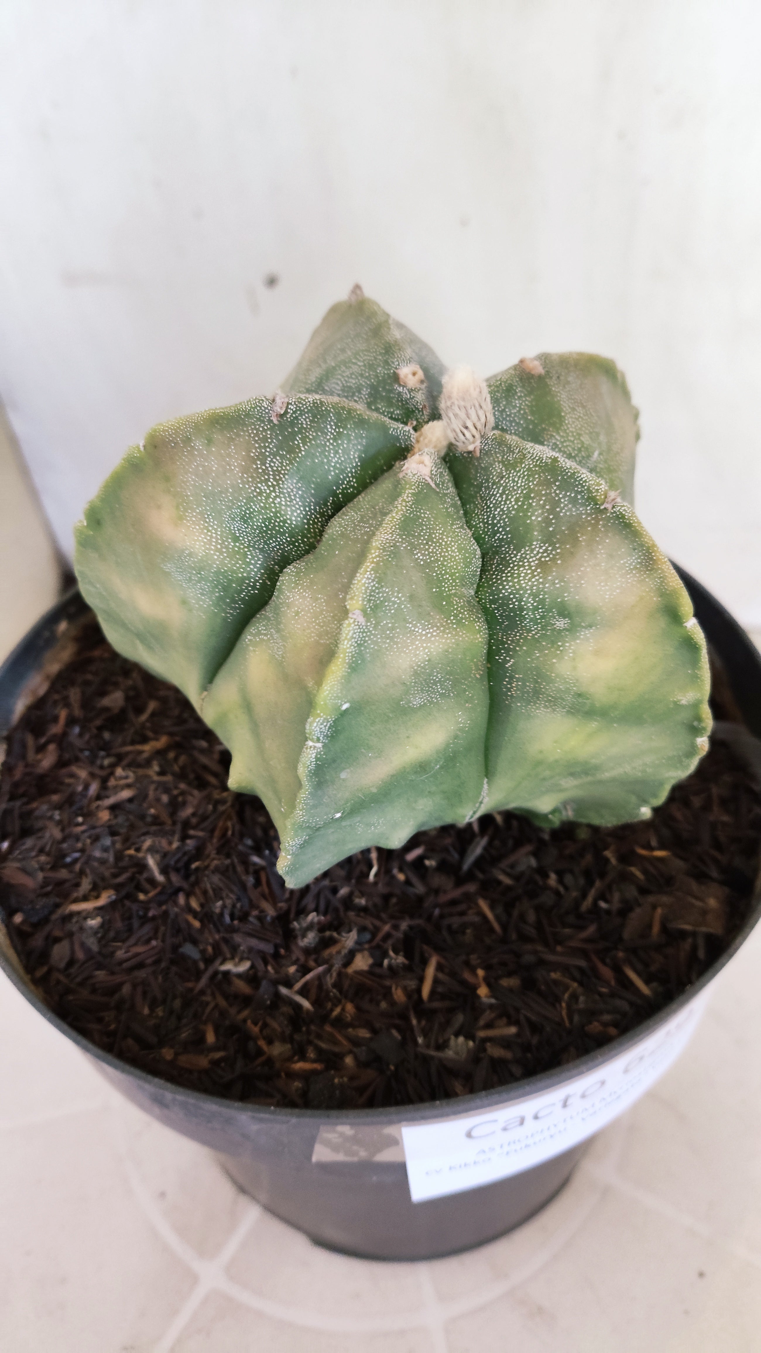 MATRIZ ASTROPHYTUM cv KIKKO "Fukuryu Variegata"  Nº  629 – vaso 17