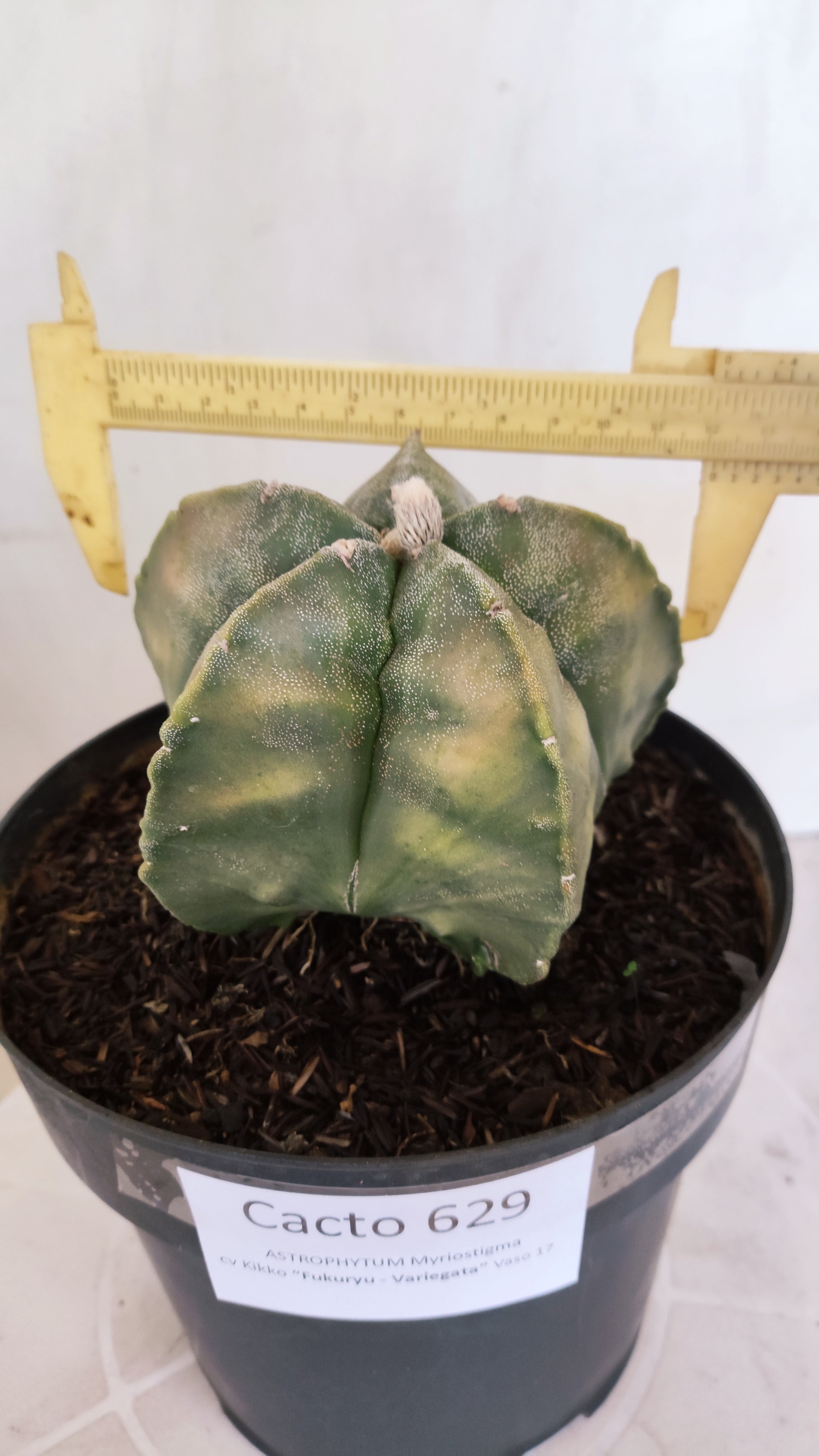MATRIZ ASTROPHYTUM cv KIKKO "Fukuryu Variegata"  Nº  629 – vaso 17