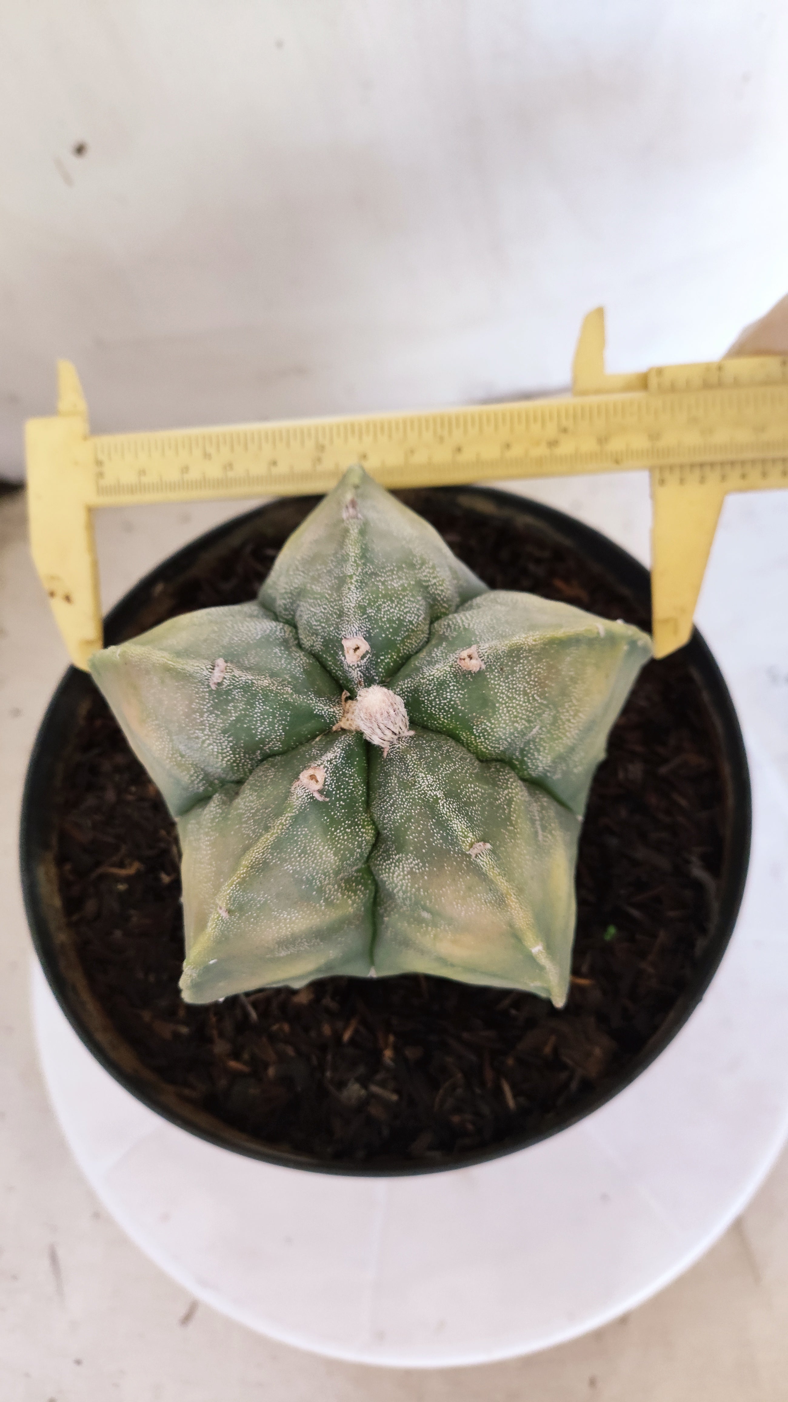 MATRIZ ASTROPHYTUM cv KIKKO "Fukuryu Variegata"  Nº  629 – vaso 17