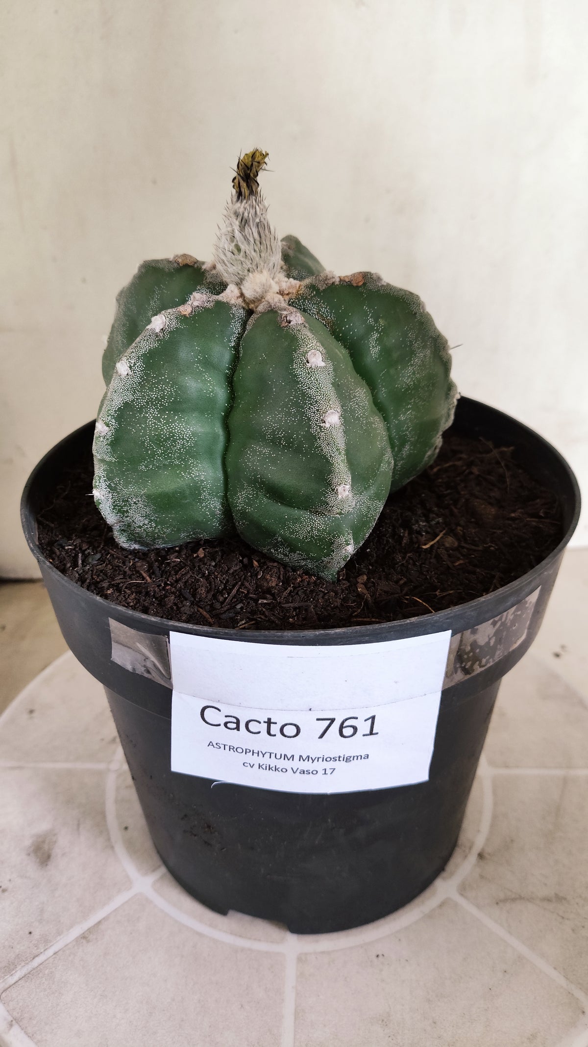 MATRIZ ASTROPHYTUM cv KIKKO  Nº 761 – vaso 17