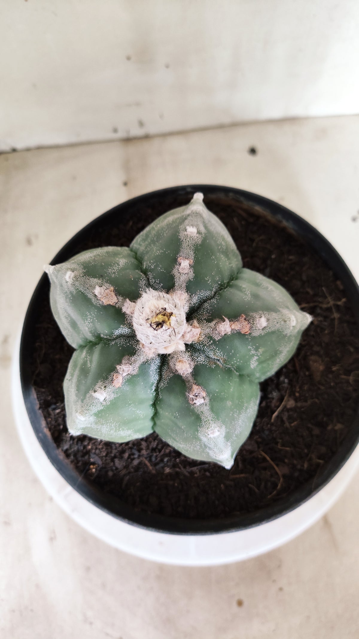 MATRIZ ASTROPHYTUM cv KIKKO  Nº 761 – vaso 17