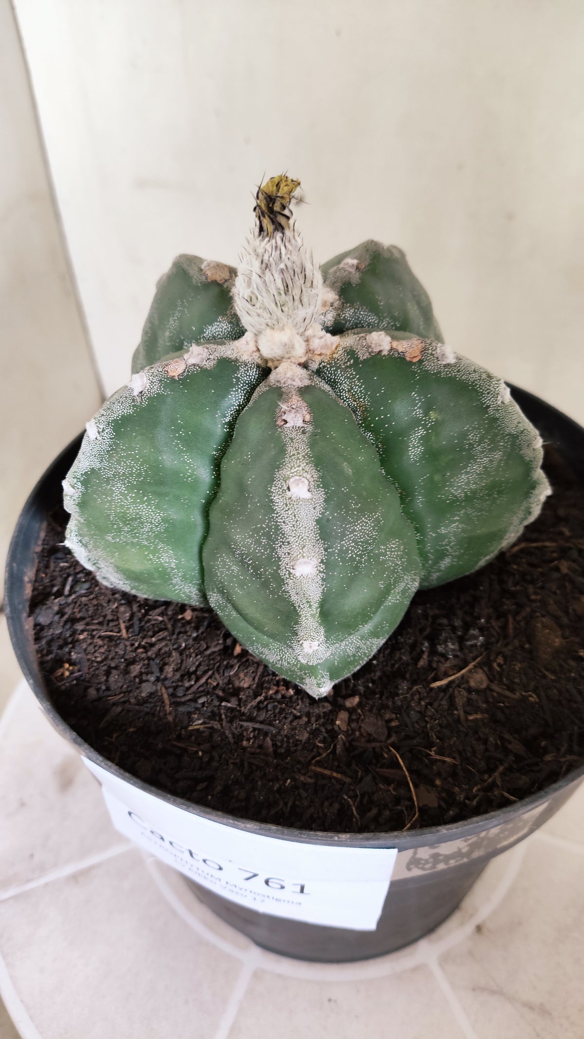 MATRIZ ASTROPHYTUM cv KIKKO  Nº 761 – vaso 17