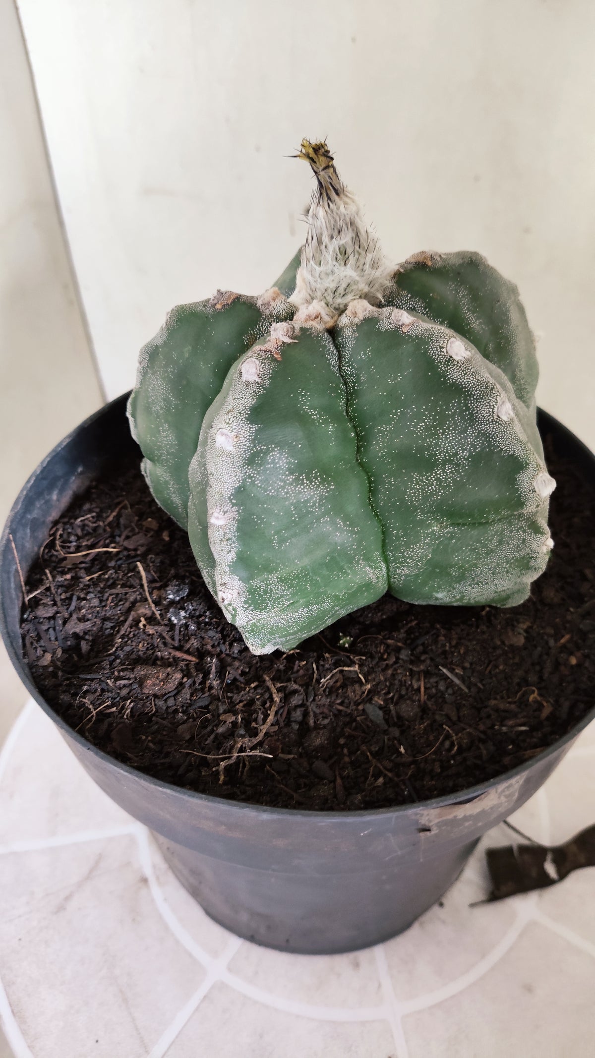 MATRIZ ASTROPHYTUM cv KIKKO  Nº 761 – vaso 17