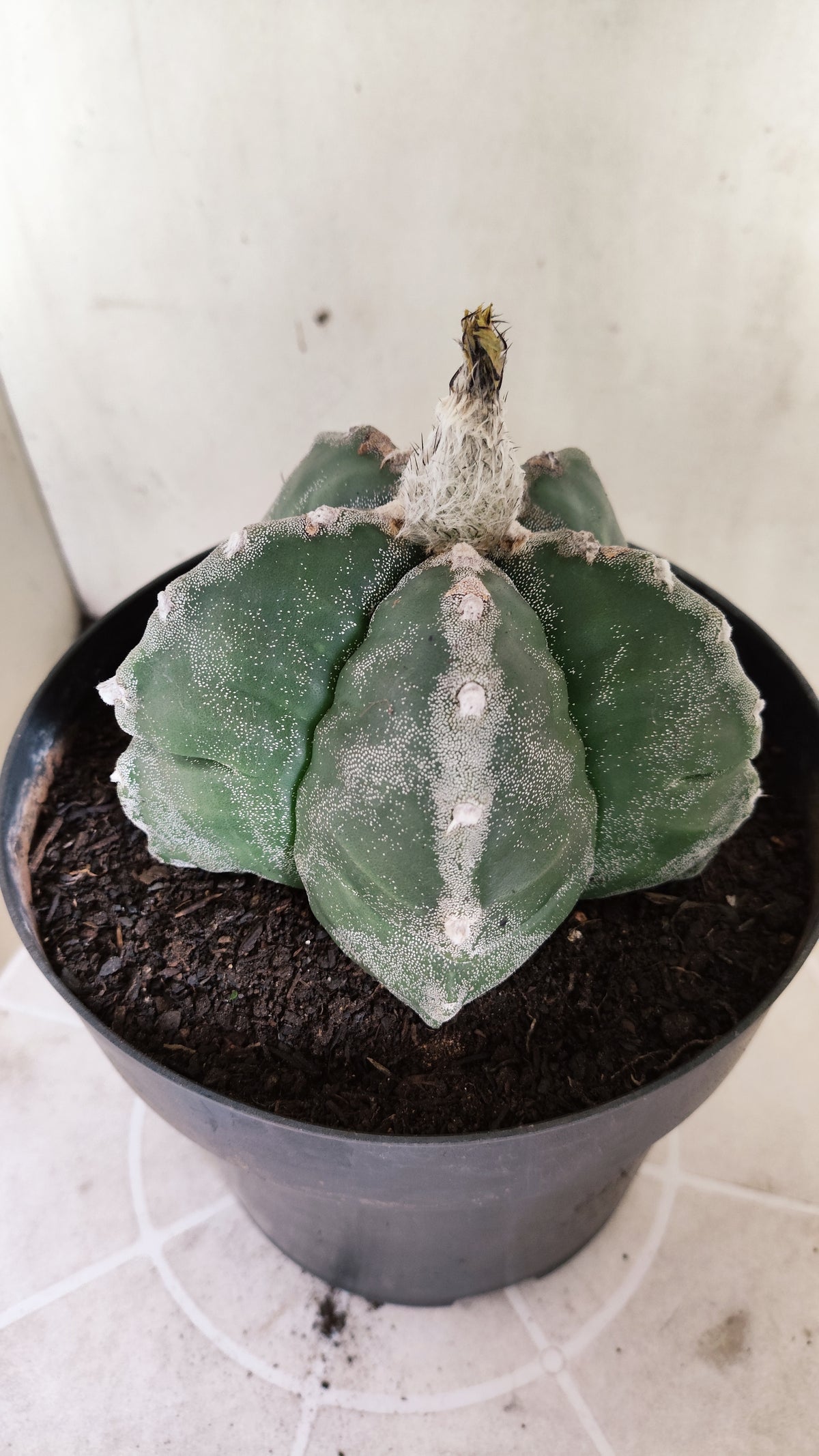 MATRIZ ASTROPHYTUM cv KIKKO  Nº 761 – vaso 17